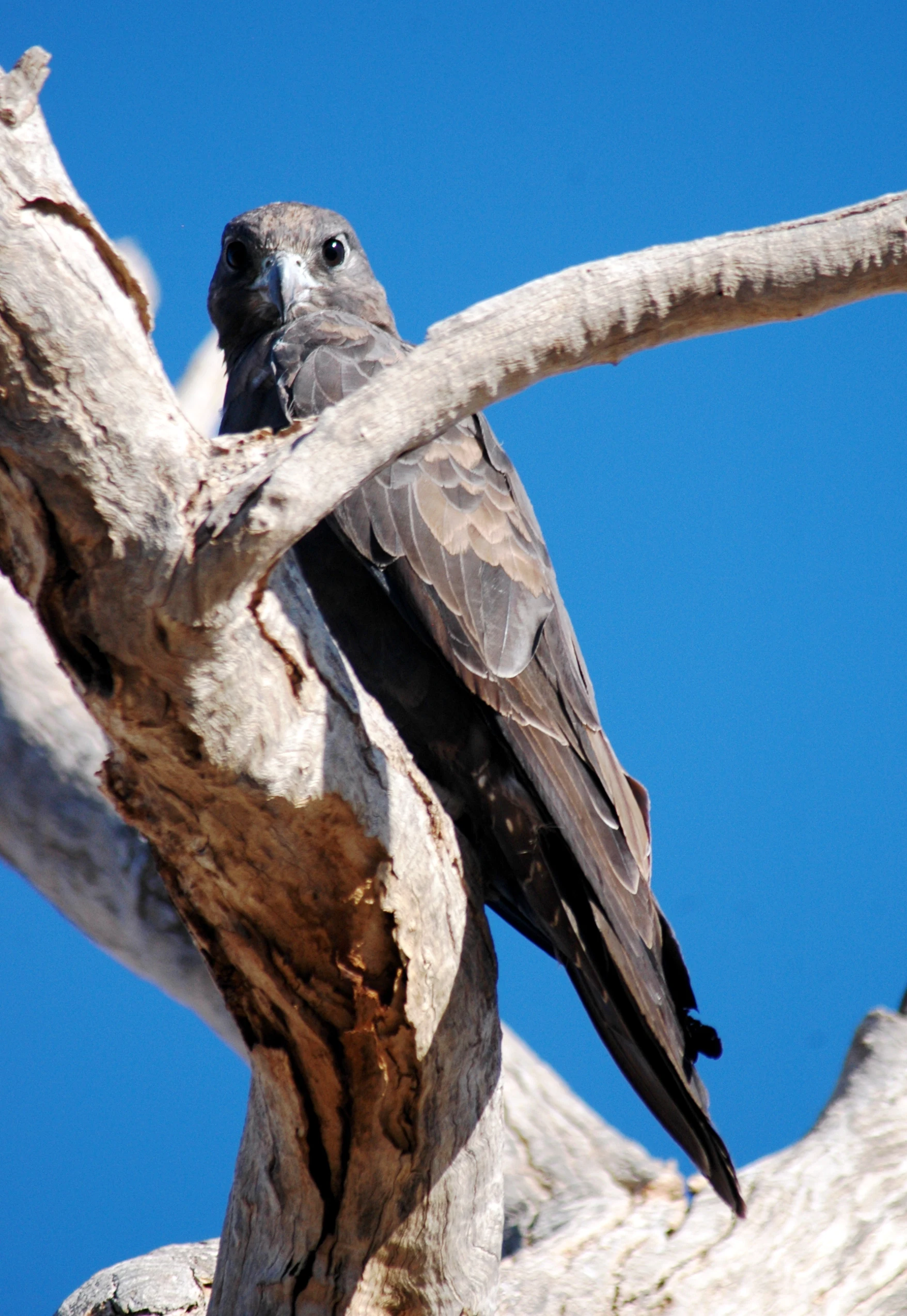 Black falcon perched on a gnarled tree branch with clear blue sky background