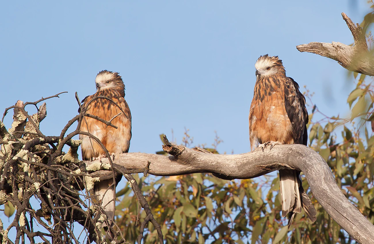 Two birds with brown and white plumage perched on a tree branch