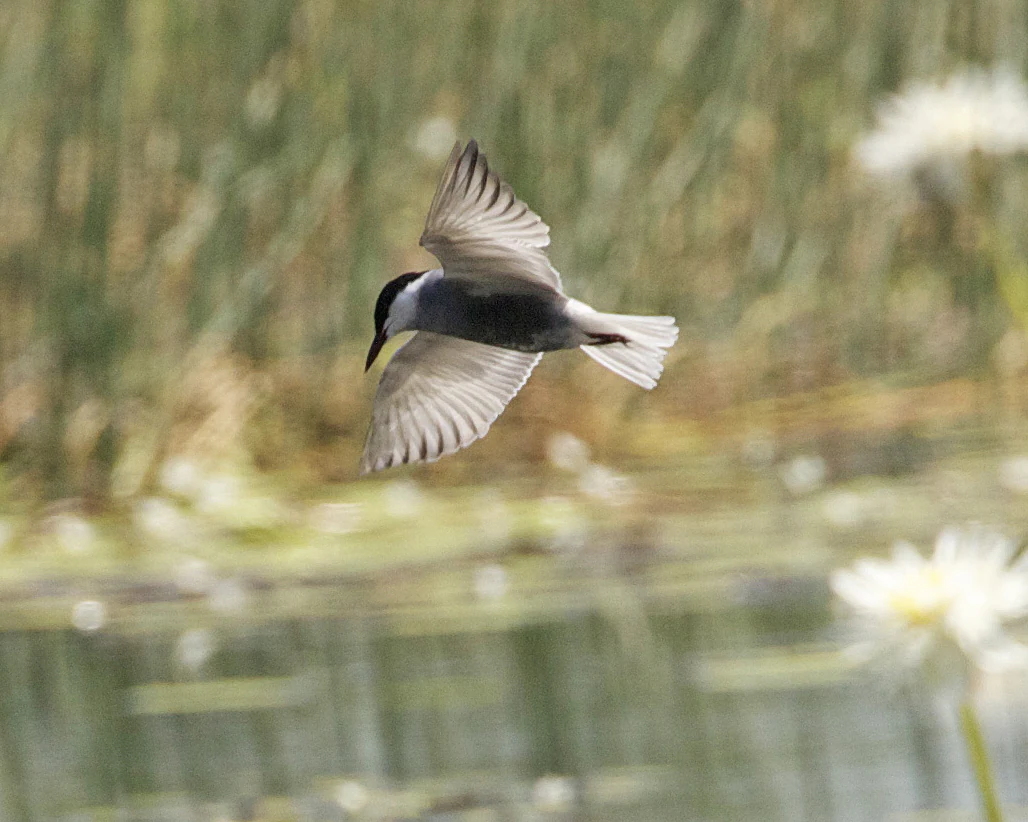 Bird in flight with outstretched wings over water with blurred reeds and water lilies in background