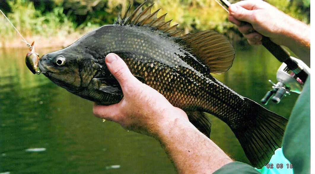 Person holding a Macquarie perch fish with fishing rod over water
