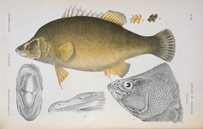 Detailed scientific illustration of a fish with multiple anatomical views including side profile, head, and jaw structures