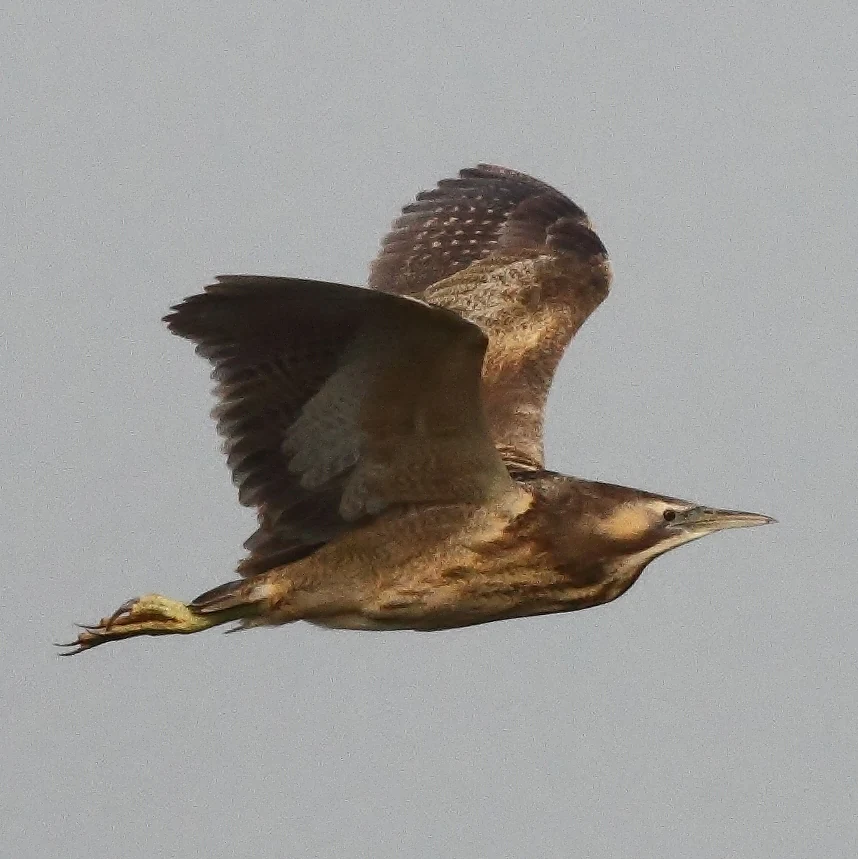 Brown and white bird in flight with outstretched wings and long beak