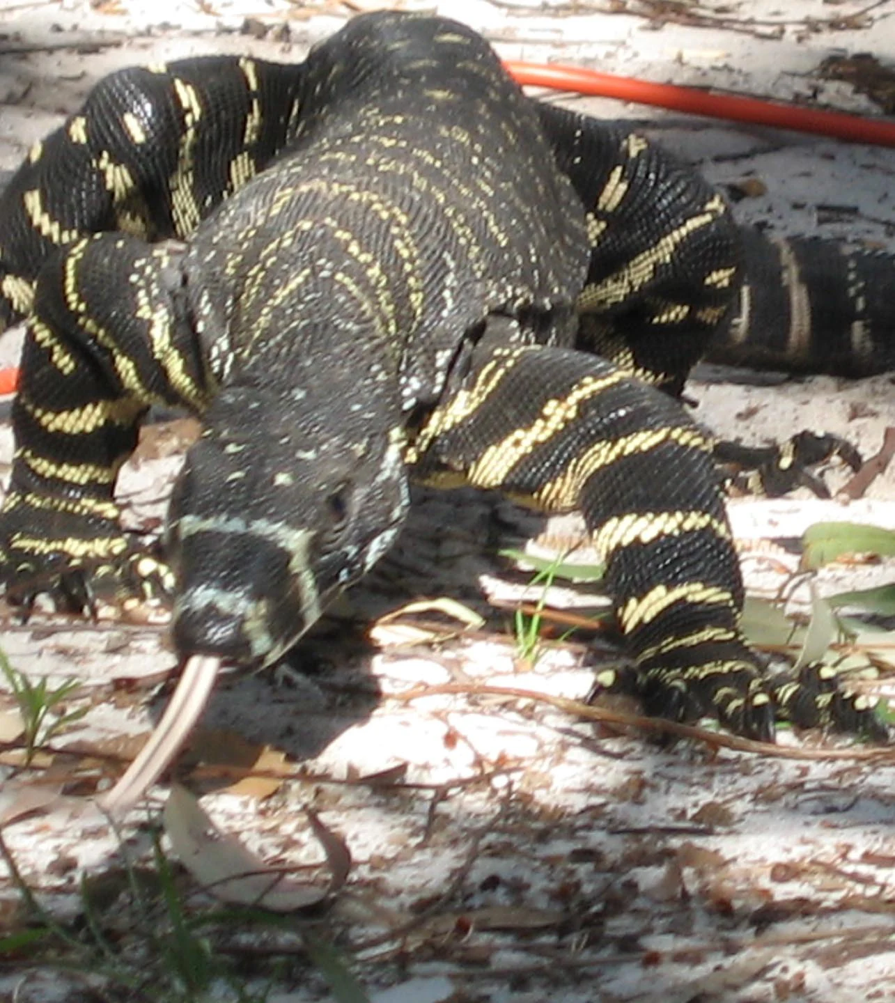Lace monitor lizard with black and yellow patterned scales on the ground, surrounded by leaves and twigs