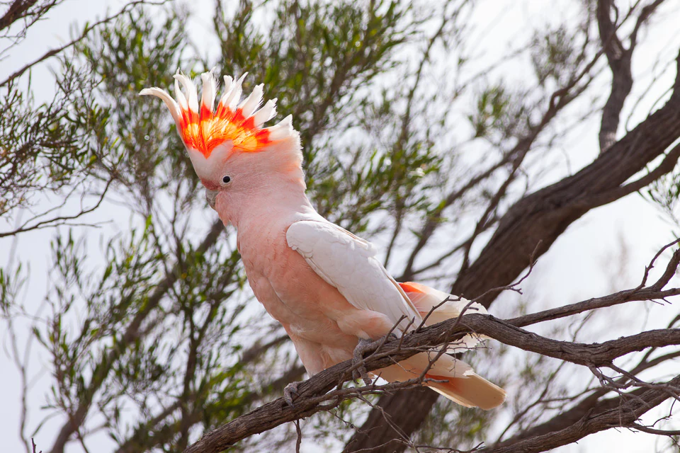 A Major Mitchell's Cockatoo with pink and white plumage and a red crest perched on a tree branch against a backdrop of green foliage and sky