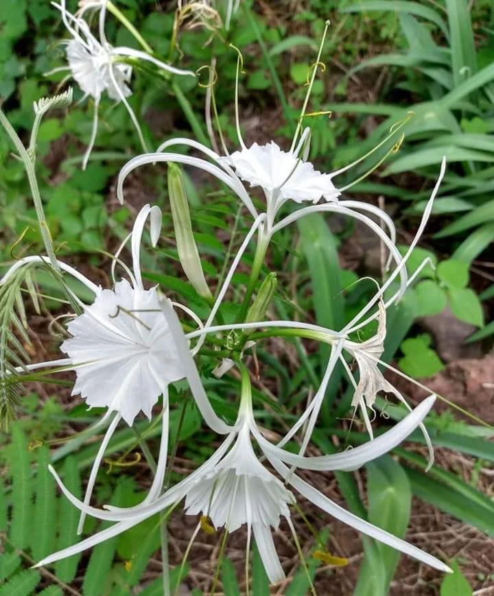 Several white spider lily flowers with long, thin petals and central cups bloom among green foliage.
