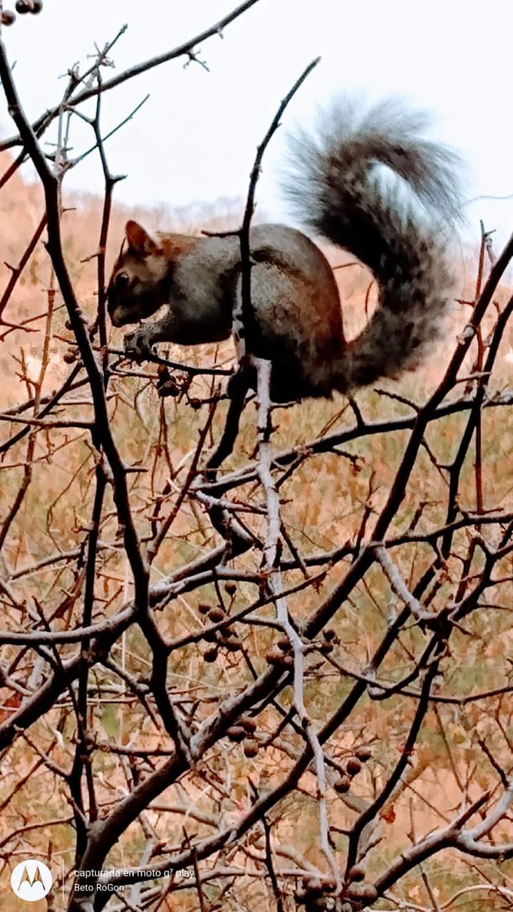 A medium-brown squirrel with a fluffy tail perched on thin, thorny branches of a bare tree, with a blurred natural canyon background.