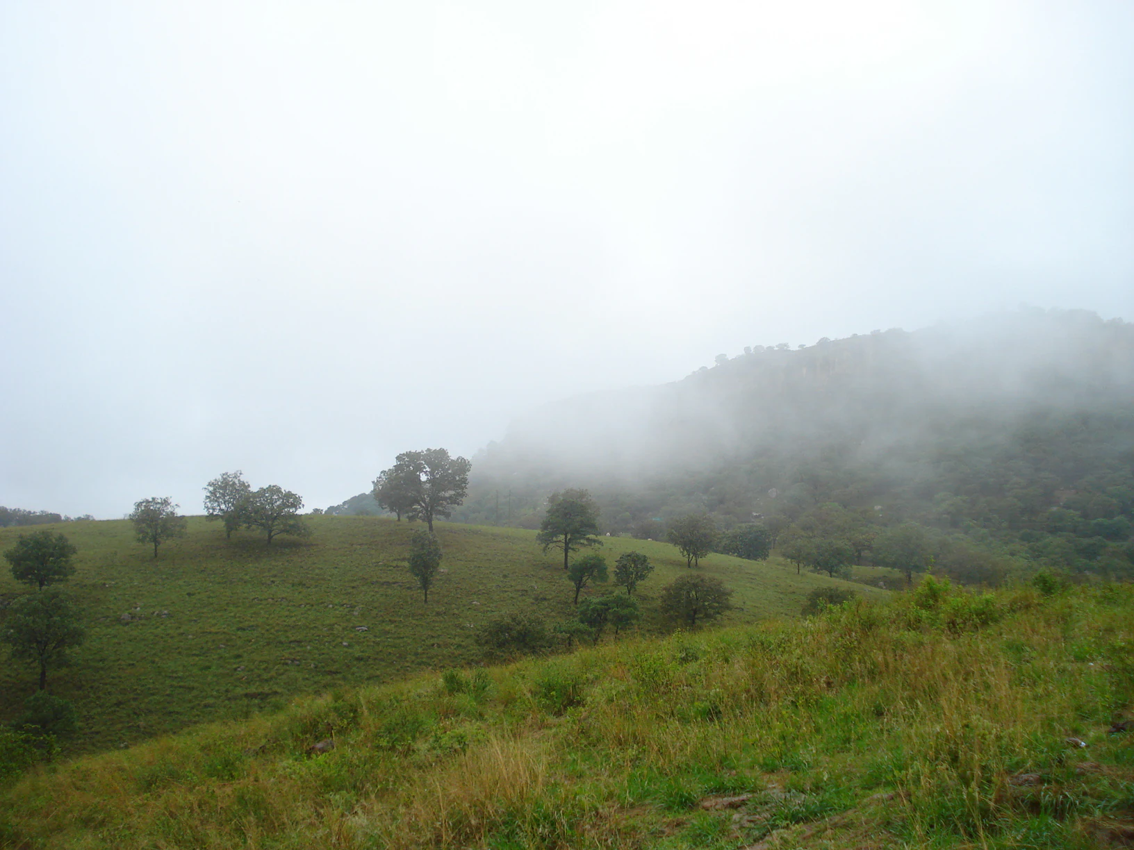 A wide, outdoor landscape shot shows grassy rolling hills dotted with sparse, small trees, with a dense, low-hanging mist partially obscuring the hillside and the background on an overcast day.