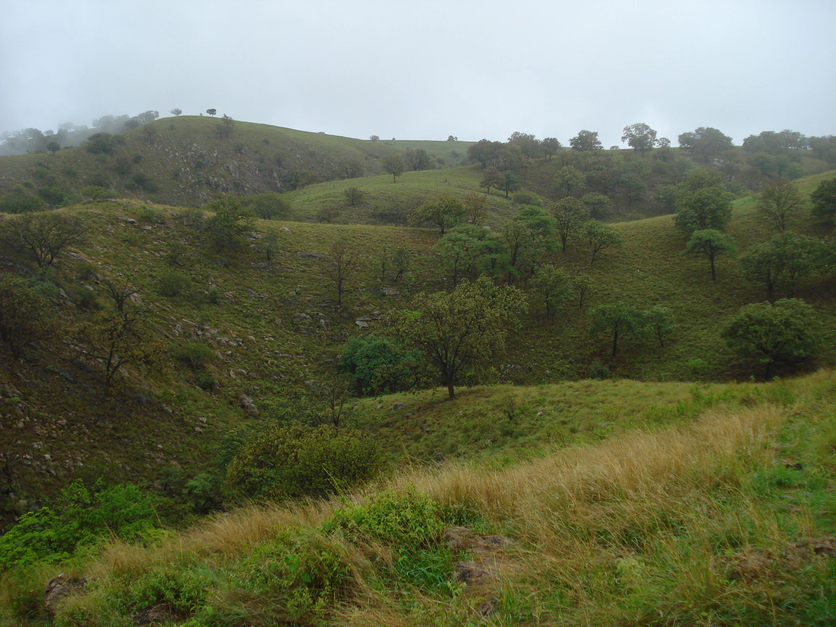 A wide view of rolling, grassy canyon hills dotted with small trees under an overcast, misty sky.