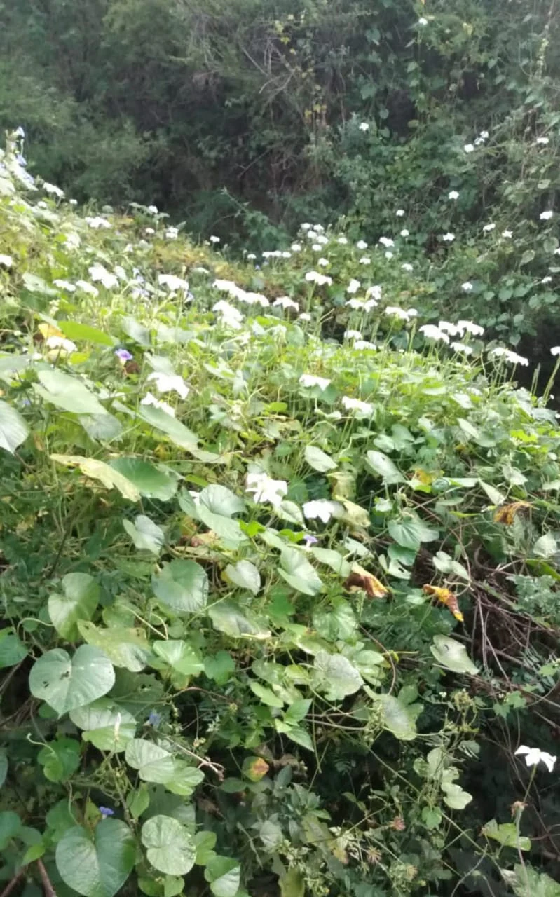 A close-up view of wild white morning glory flowers blooming amongst dense green vine foliage in a natural canyon setting.