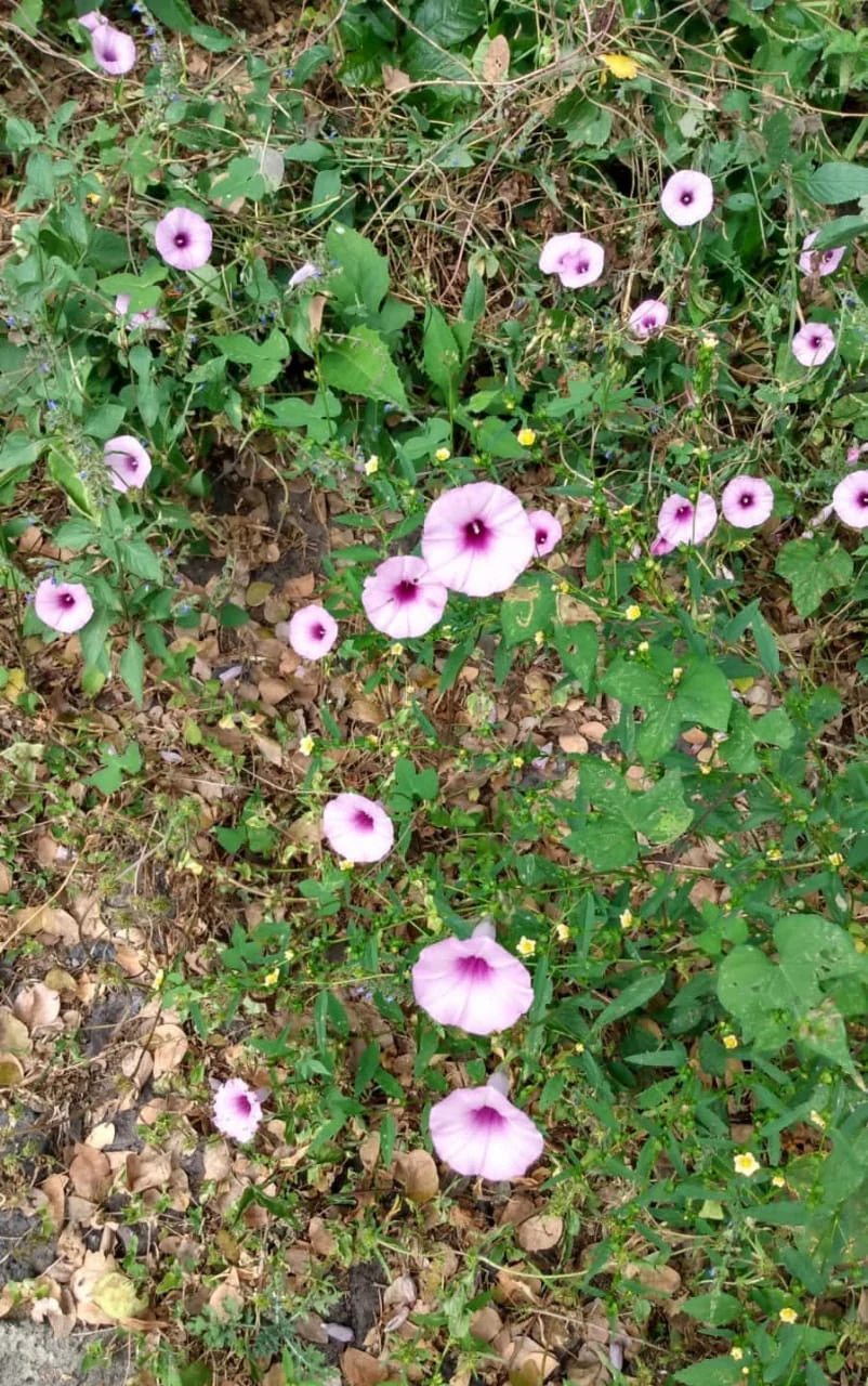 A cluster of pale purple, funnel-shaped morning glory flowers growing among green leaves and dry brown foliage.