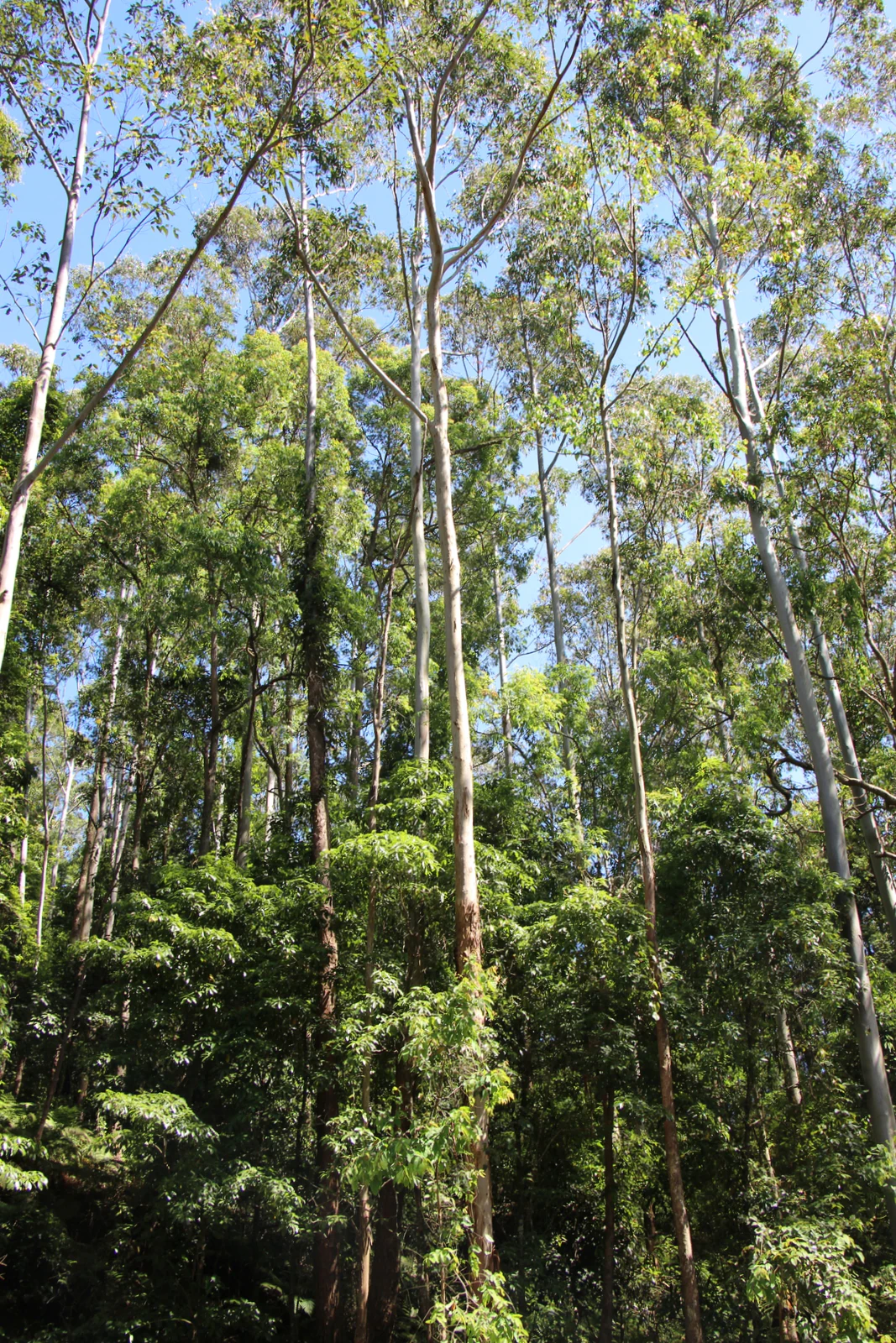 A low angle view looking up at a dense forest canopy dominated by tall, slender eucalyptus trees with light colored trunks against a blue sky.