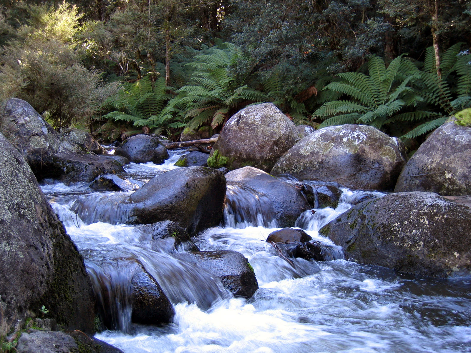 Río fluyendo sobre rocas con vegetación densa en el fondo.