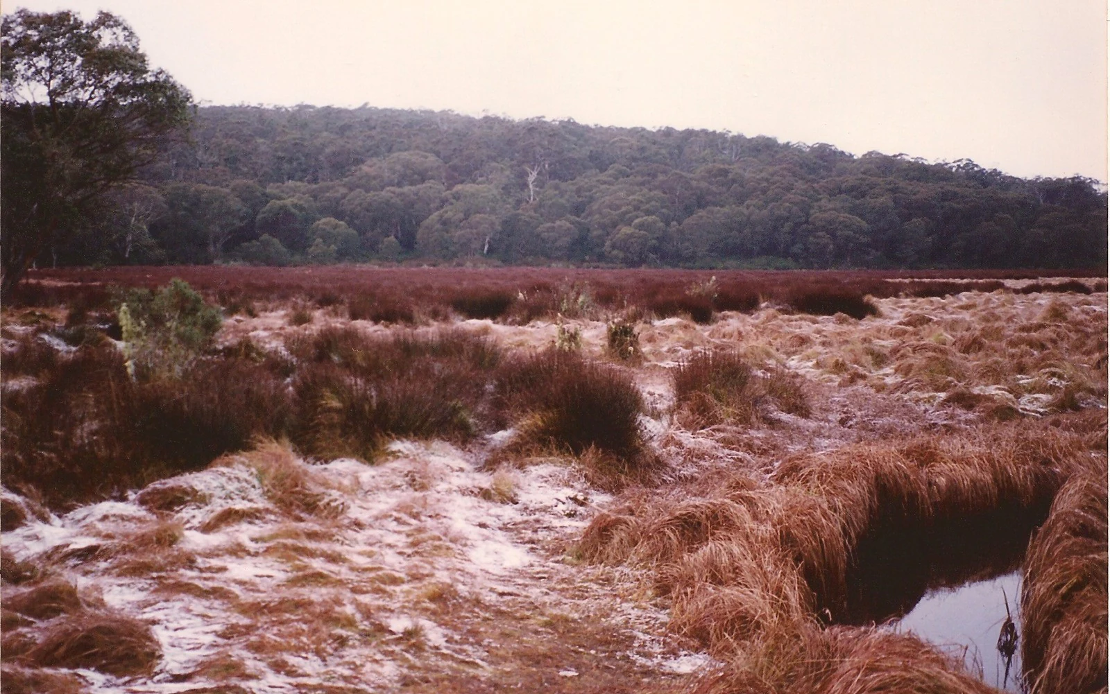 A wide, slightly muted landscape showing a marshy, frost-covered grassy area in the foreground and a densely forested hill in the background.