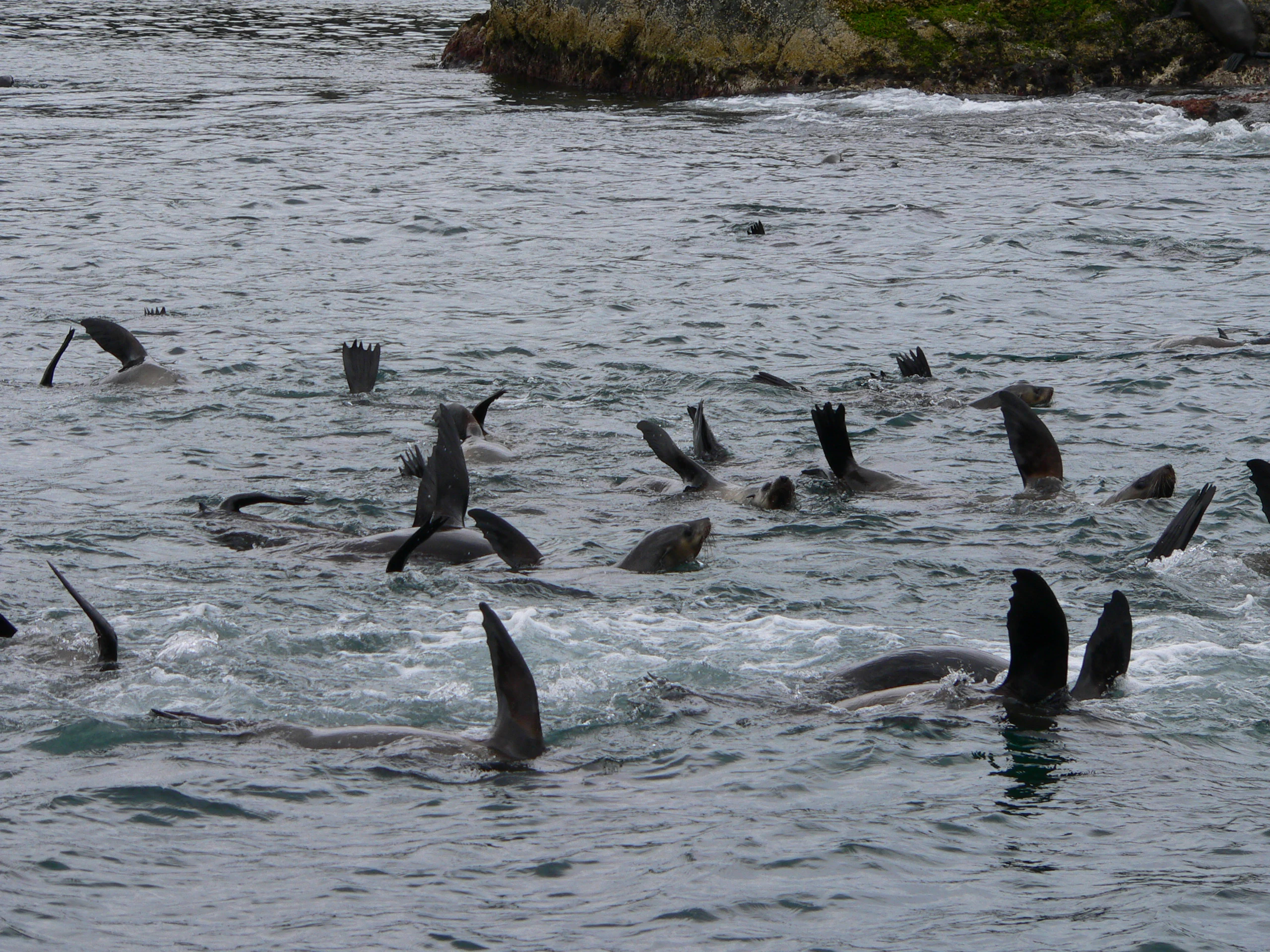 A group of seals swimming in the water with their flippers visible above the surface.