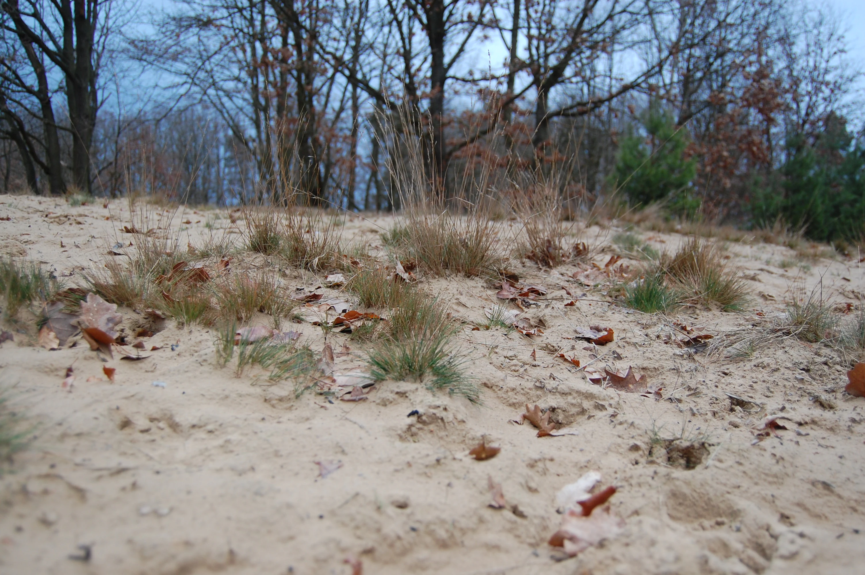 A sandy, sparse dune surface with patches of dry grass and fallen leaves, bordered by a backdrop of bare, winter-season trees.