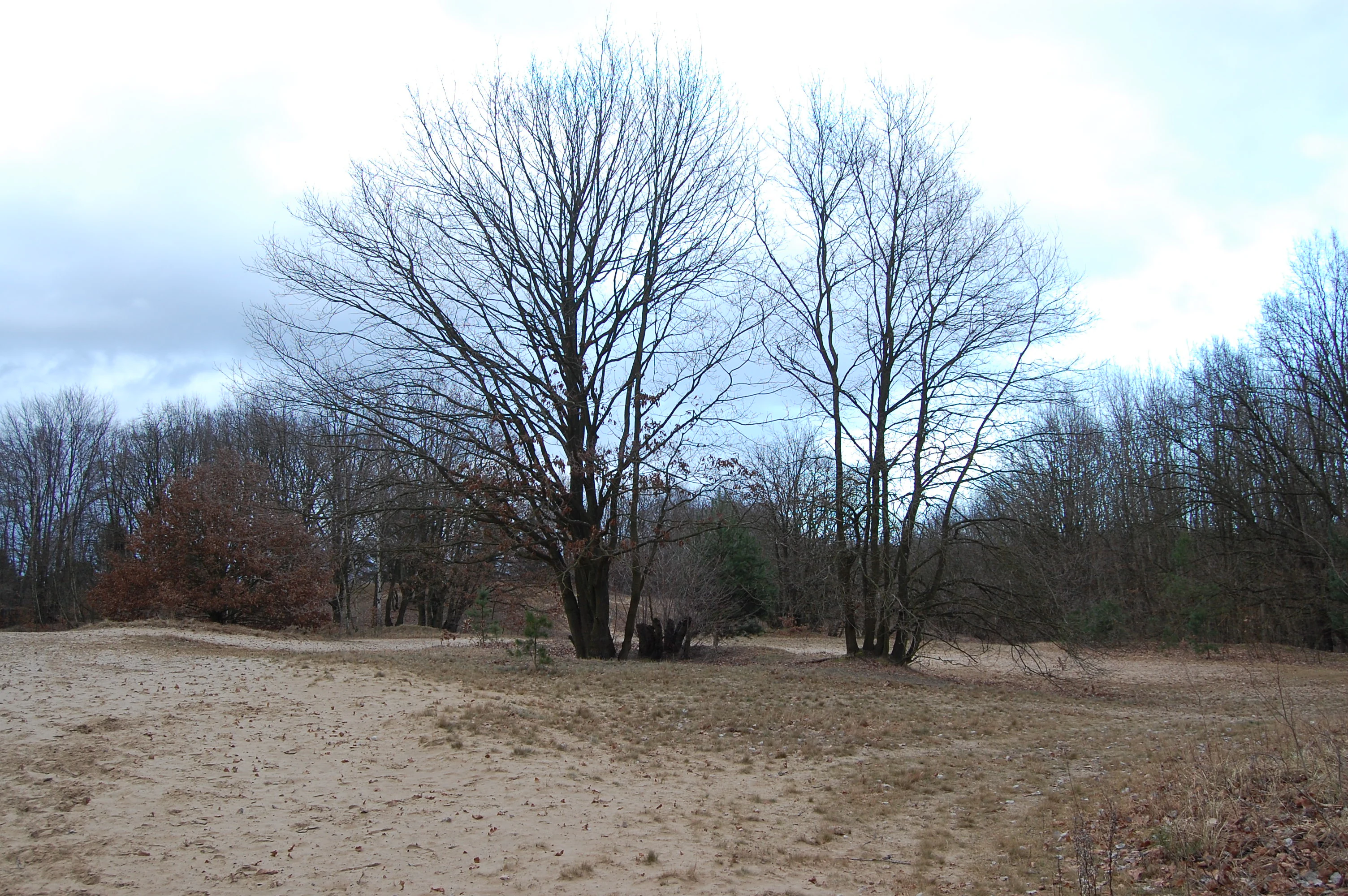 A sandy, sparsely vegetated area with bare-branched trees under an overcast sky, characteristic of the Baumberge protected landscape.
