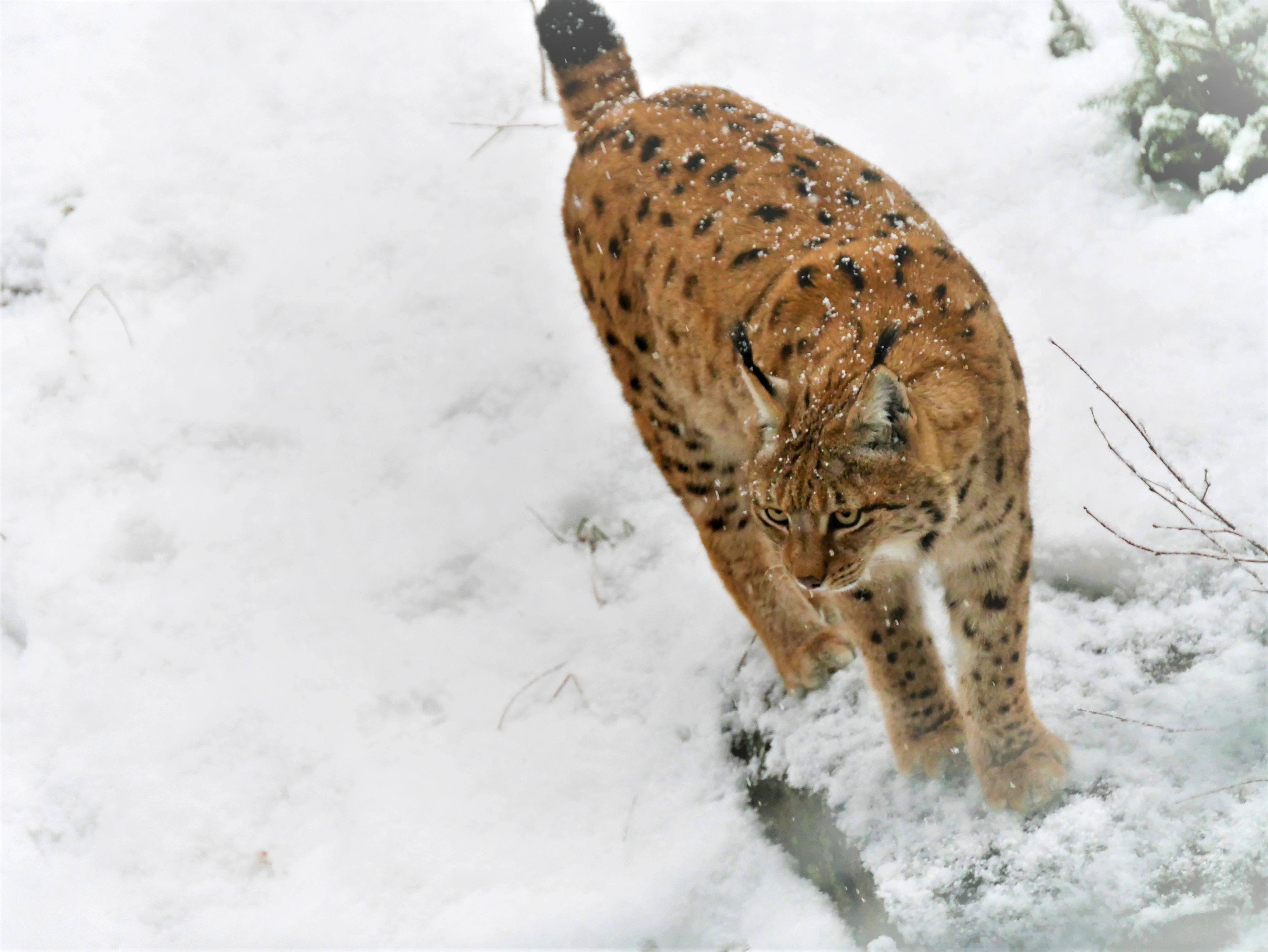A spotted Eurasian lynx walking on snow-covered ground