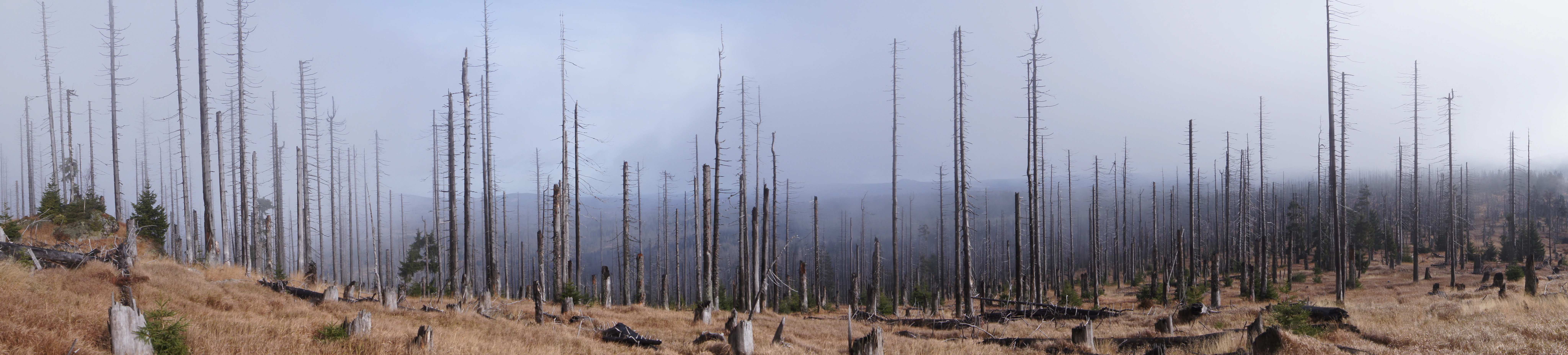 Panoramic view of a forest with numerous dead tree trunks, dry ground, and misty background