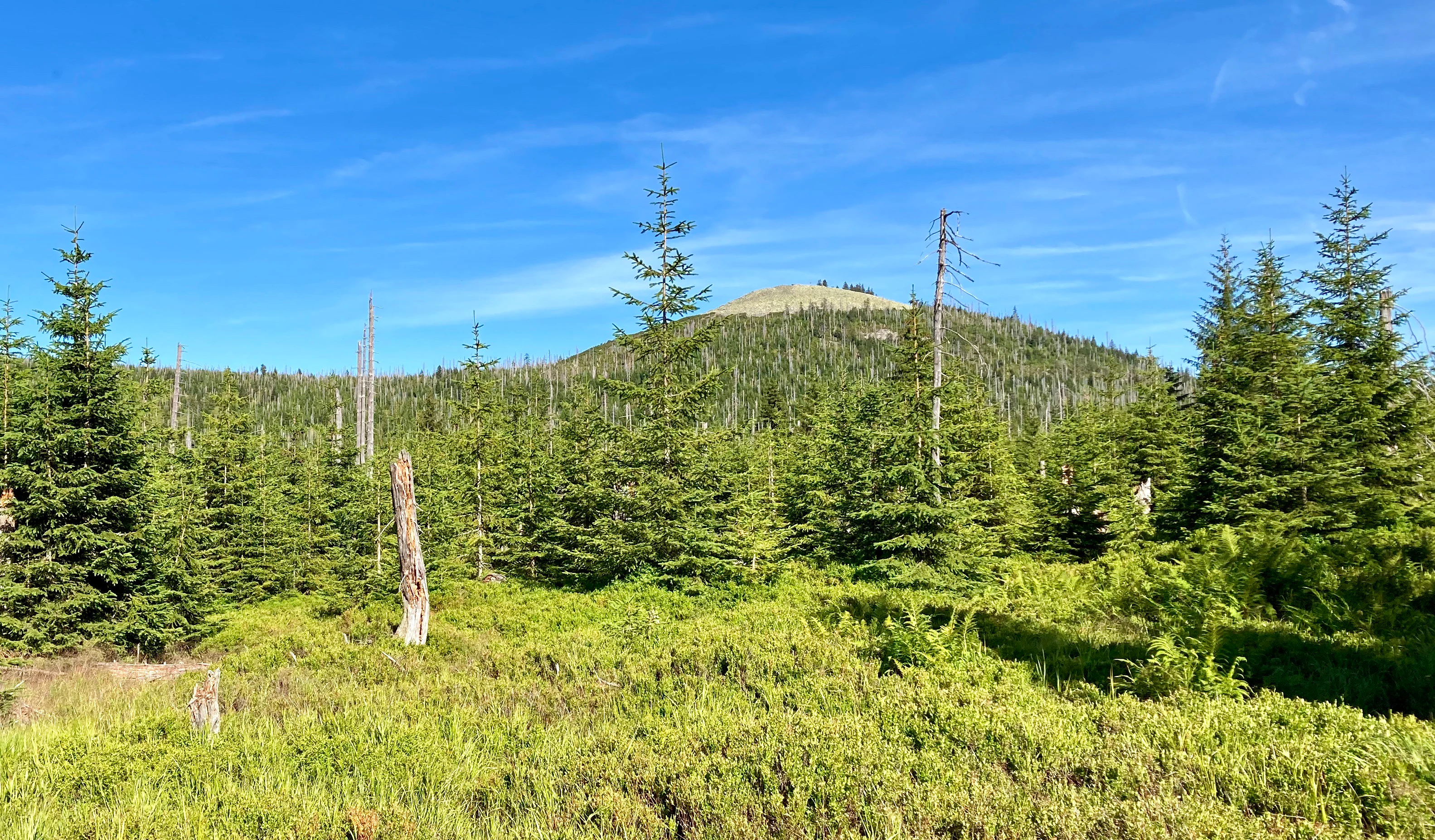 Wide view of green vegetation and scattered dead trees under blue sky with mountain peak in background