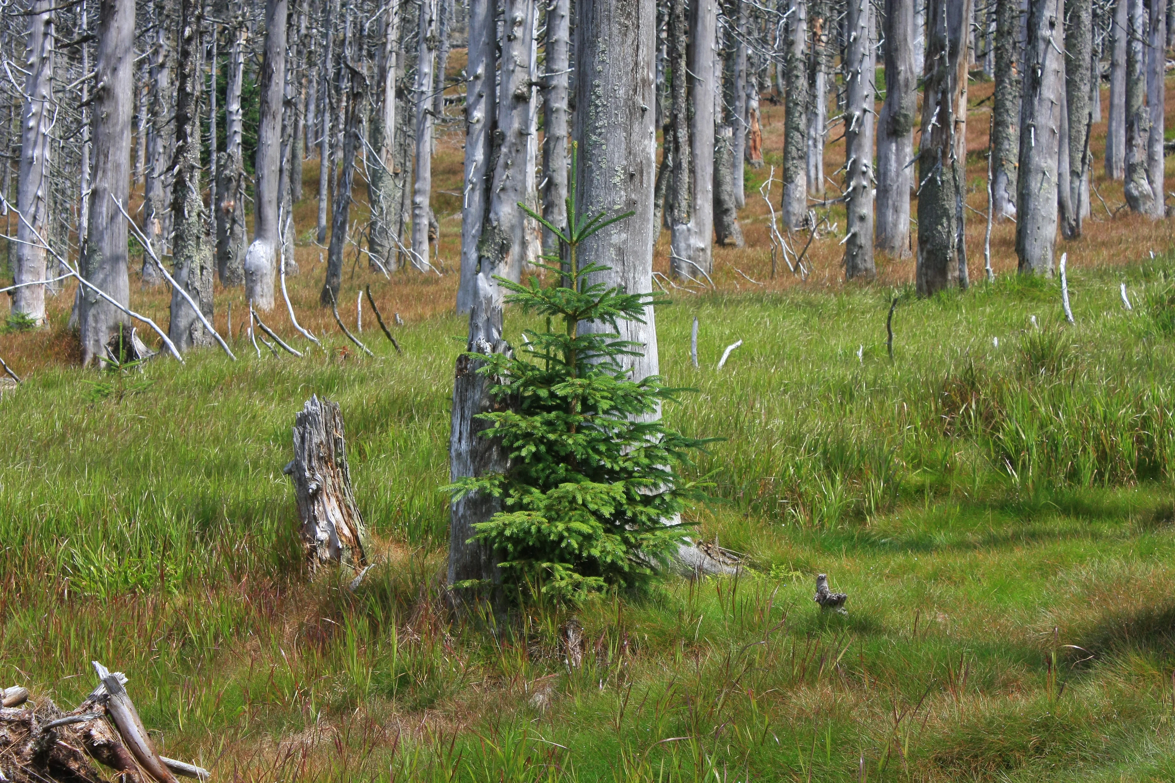 Young Norway spruce tree growing in grassy clearing among tall bare tree trunks in forested area