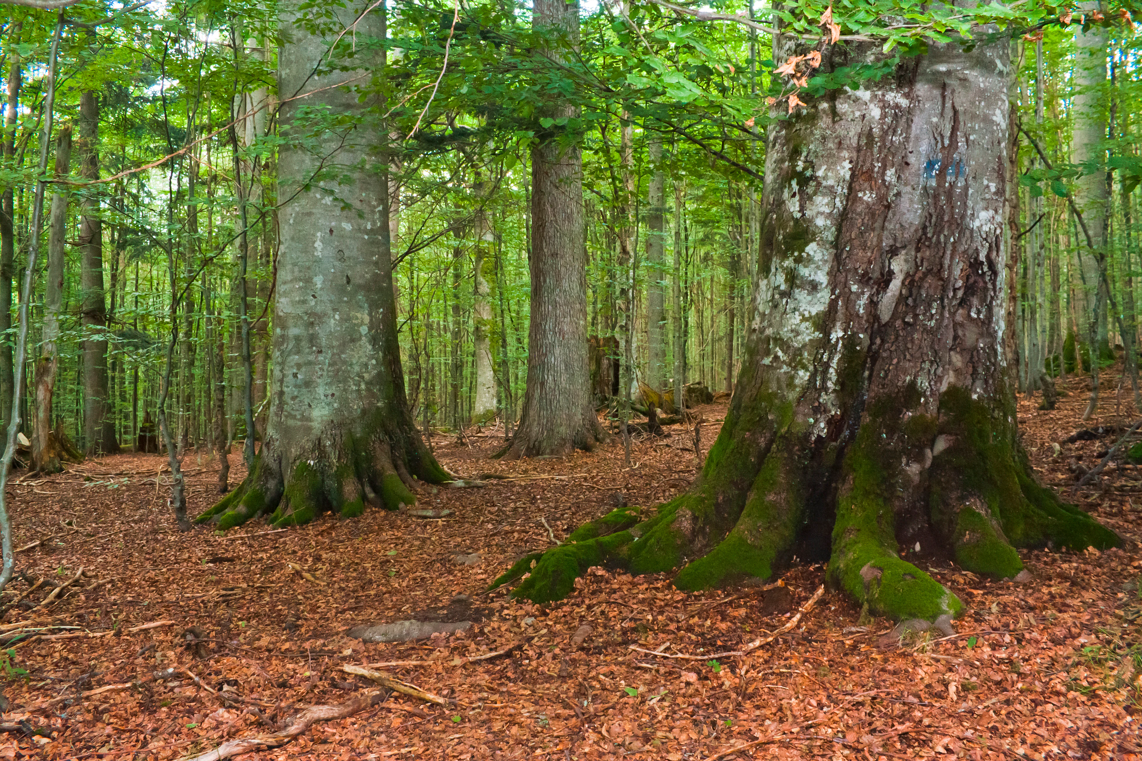 Tall trees with moss-covered trunks and forest floor covered in brown leaves, surrounded by dense green foliage