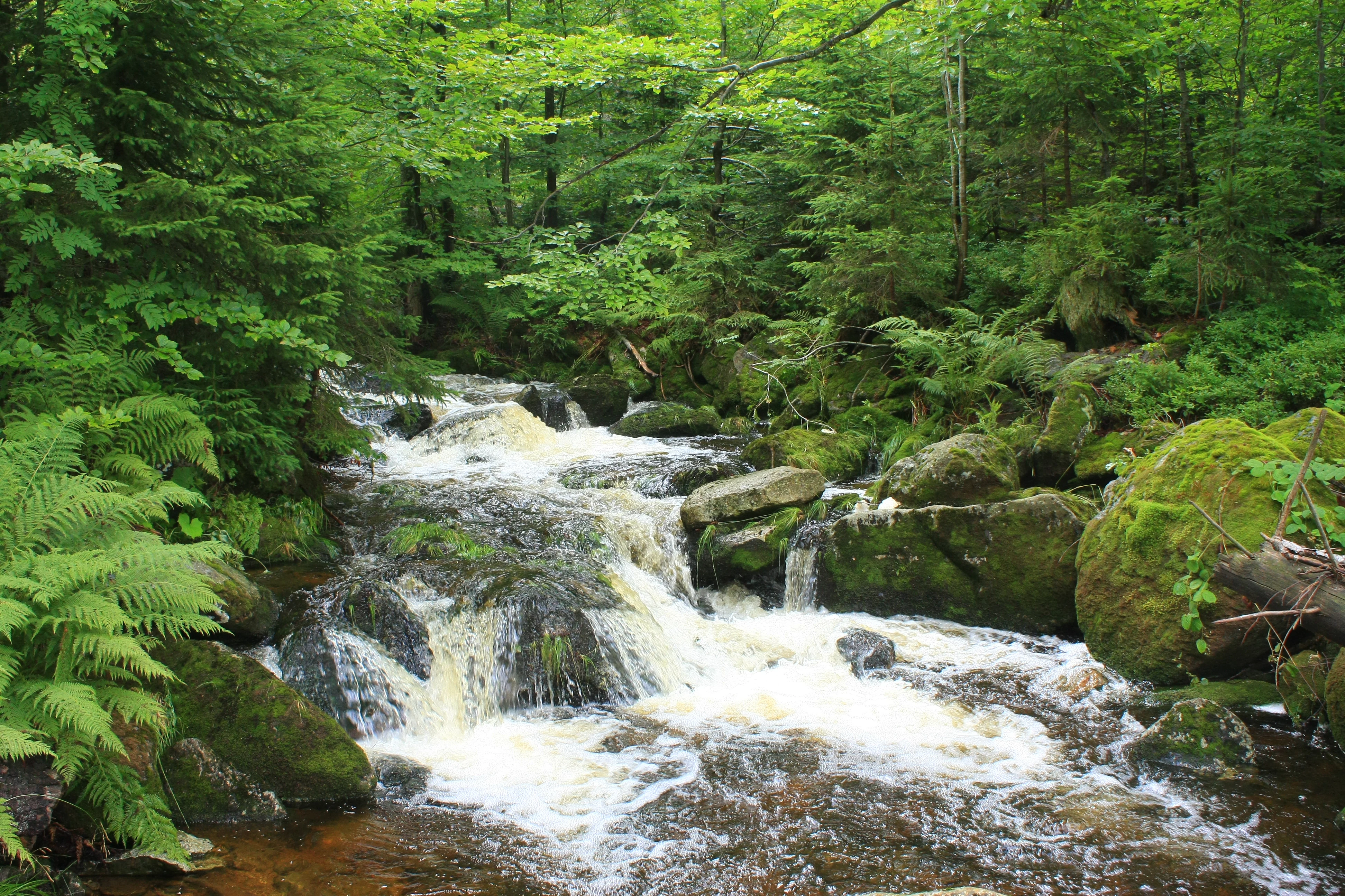 Small waterfall on Kleine Ohe stream surrounded by green forest vegetation