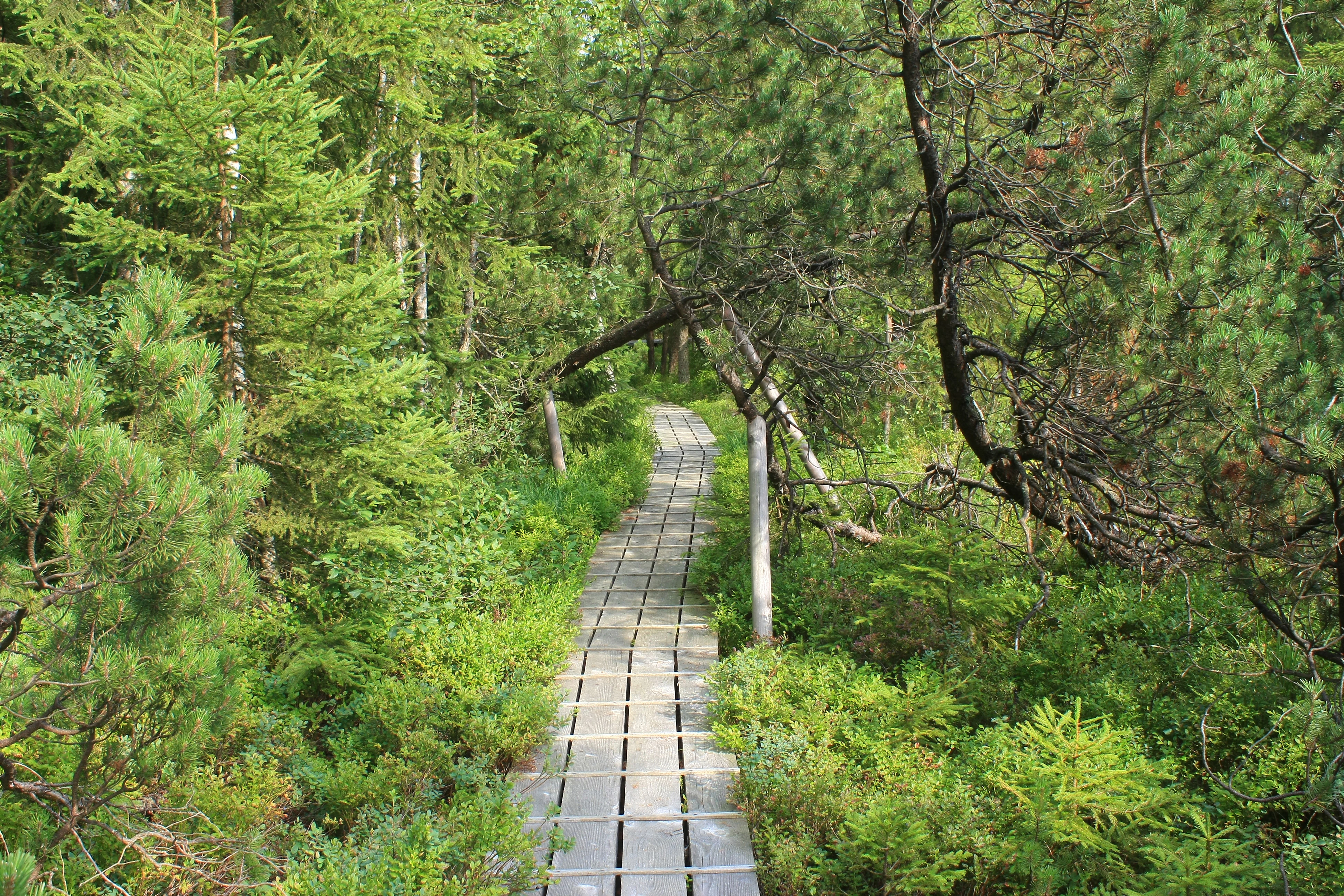 Wooden planks forming a trail through dense green forest with tall trees and undergrowth