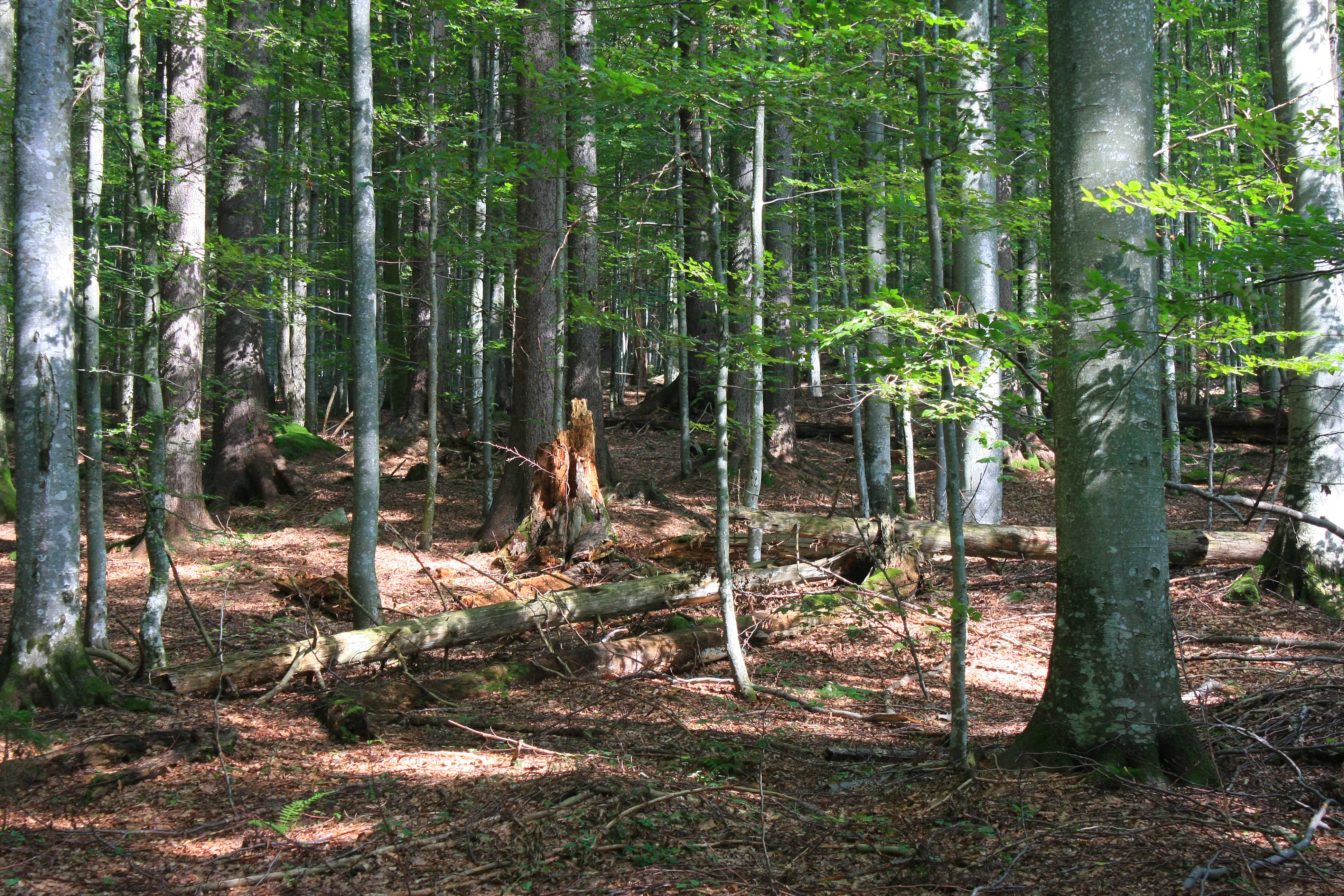 Tall trees in a dense forest with sunlight filtering through the canopy and fallen logs on the forest floor