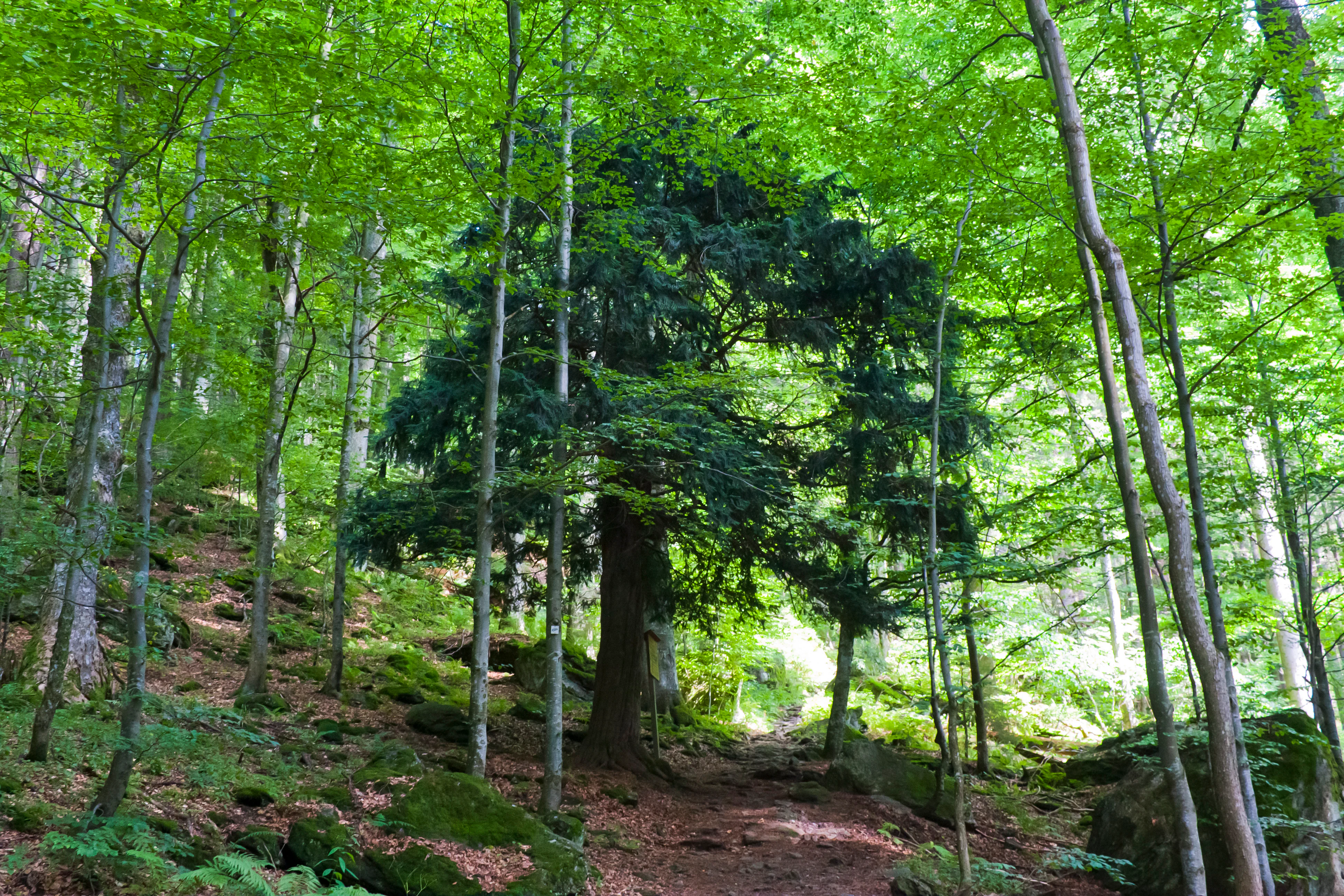 Dense forest with tall trees, green foliage, and a prominent European Yew tree in the center of the image