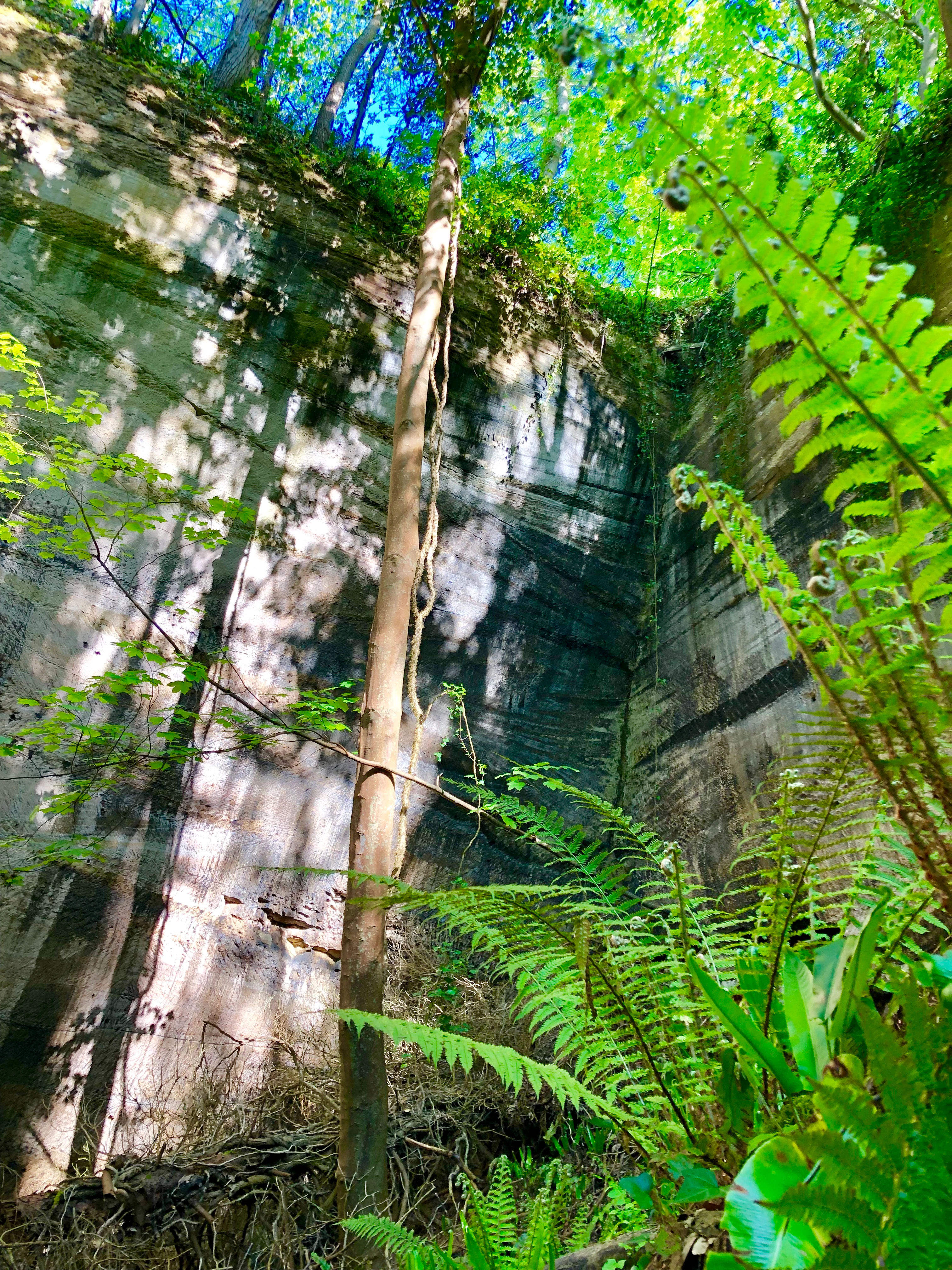 A low angle view looking up at a tall, vertical limestone or stone quarry wall being overgrown by green trees, vines, and ferns.