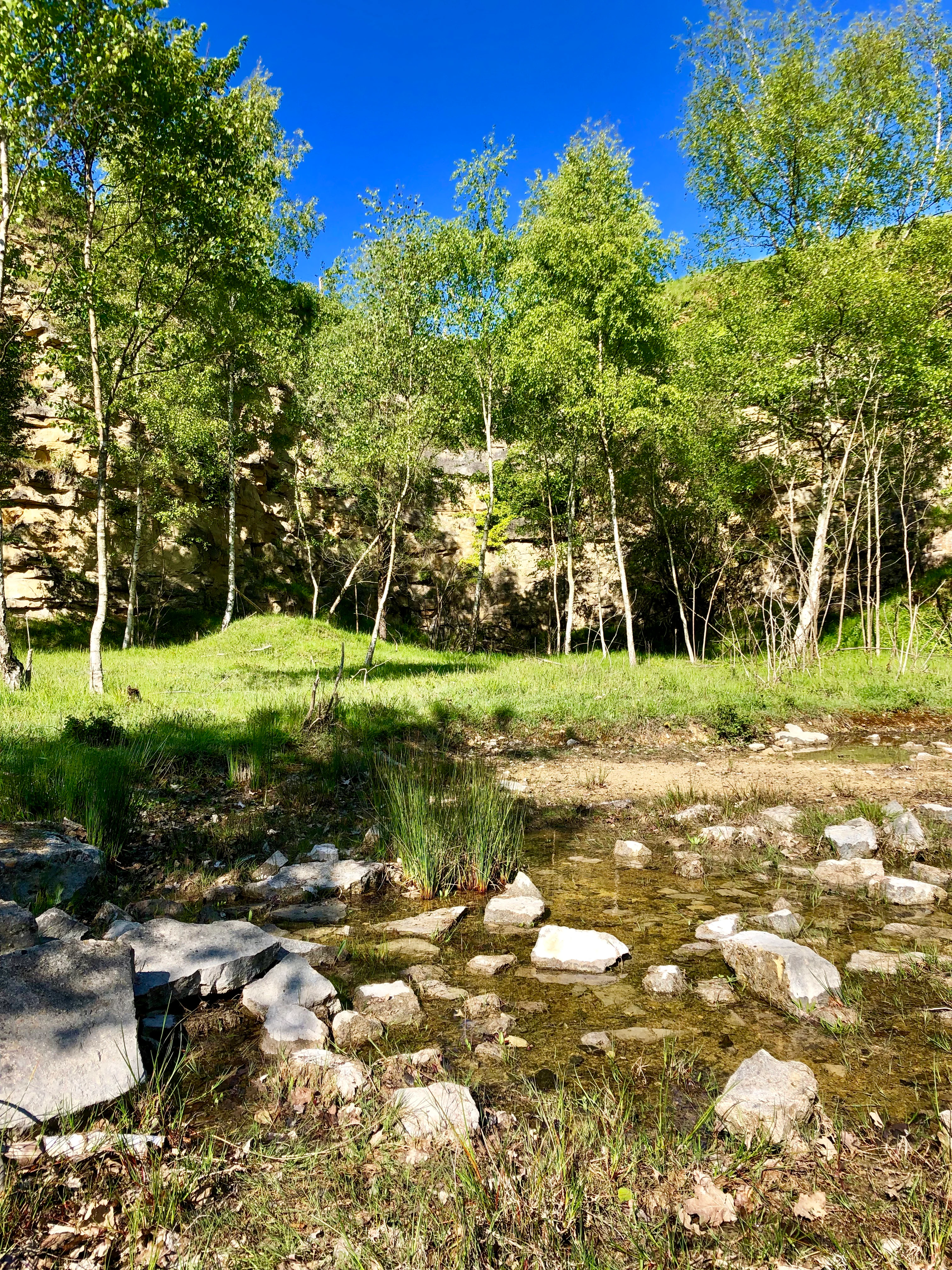 A small shallow pond with rocky edges sits in front of a green grassy area and a line of young birch trees, with a steep, light-colored rock quarry wall rising in the background under a clear blue sky.