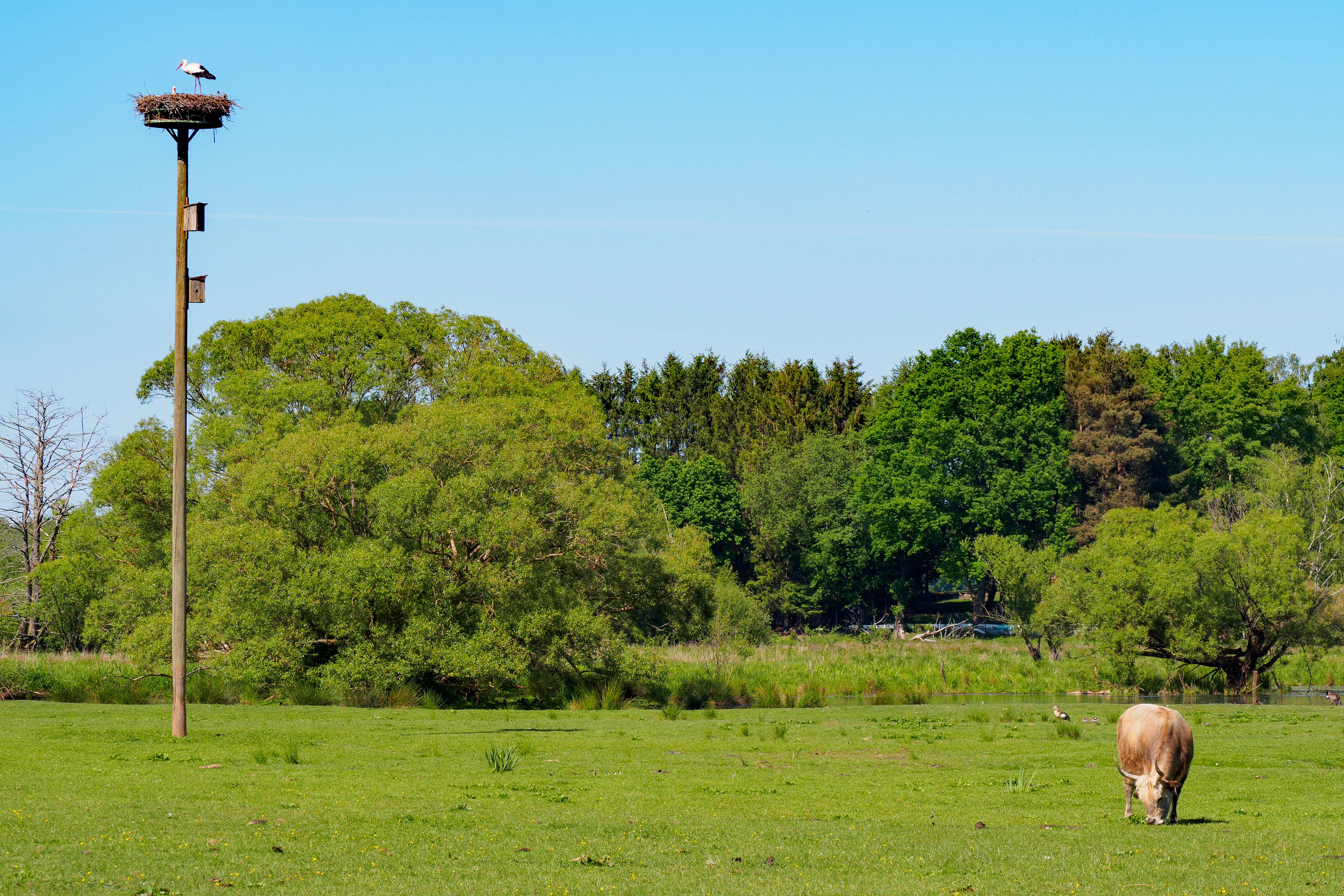 A white stork standing in a high nest perched on a tall wooden pole in a green meadow, with a grazing animal visible in the foreground and a forest line in the background.