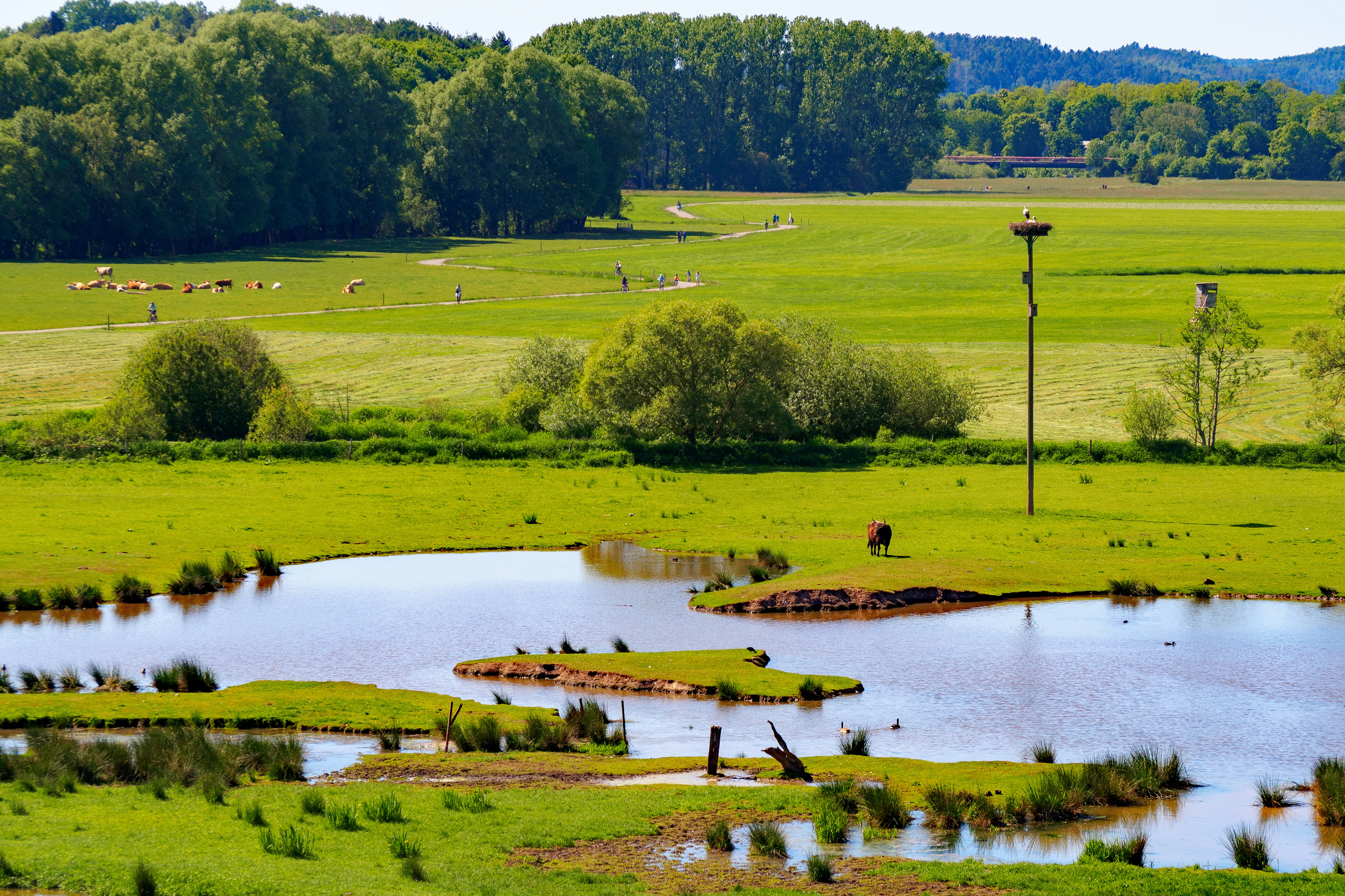 A wide, sunny landscape view of lush green meadows and small marshy ponds. A tall wooden pole with a bird nesting platform stands in the middle distance, and a herd of cattle grazes in the background near a line of trees.