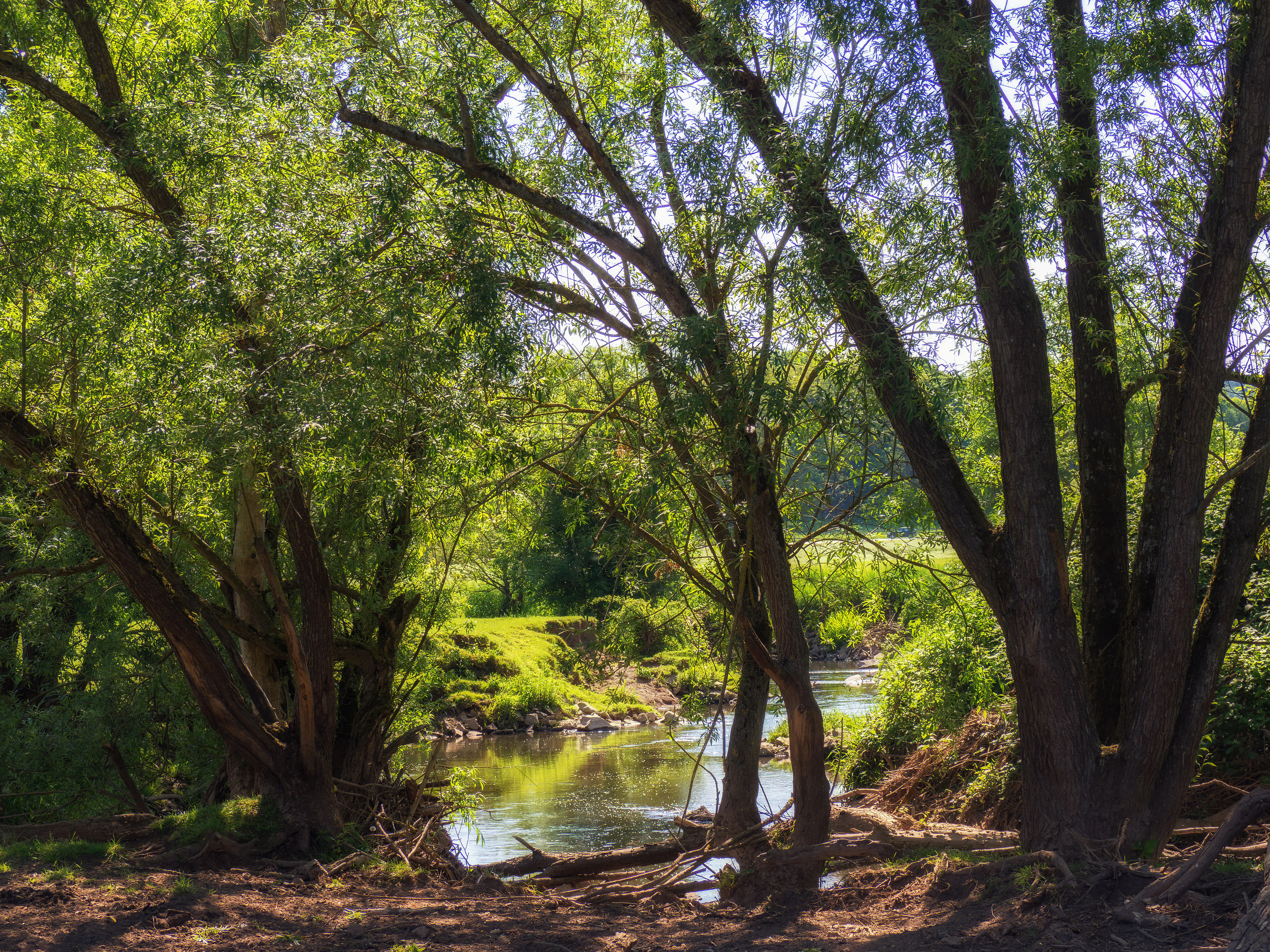 A peaceful stream flows through a lush, green woodland, framed by mature trees along the riverbank.