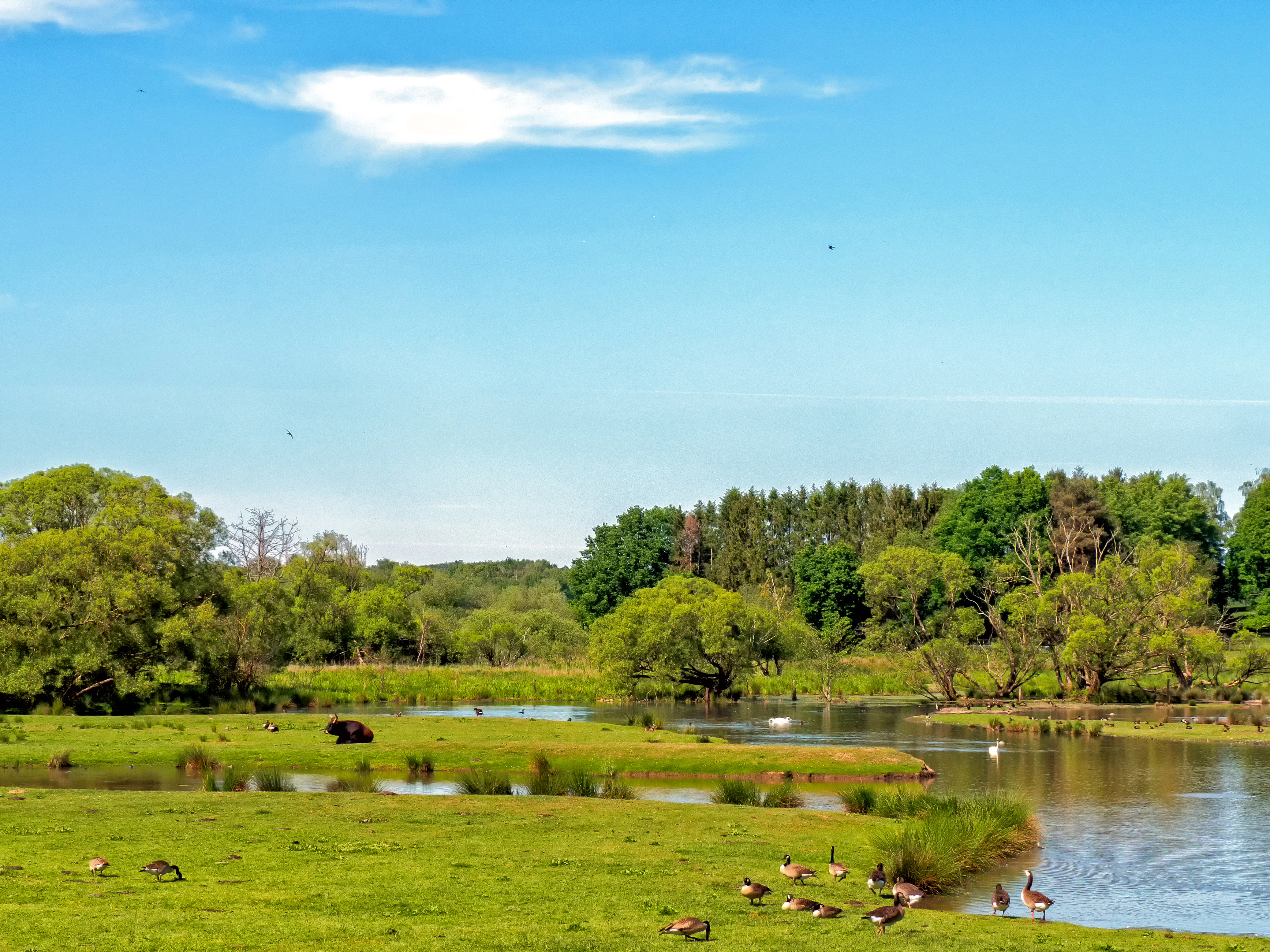 A sunny landscape view of a green floodplain with a winding stream and a flock of geese standing near the water, with a forested background under a bright blue sky.