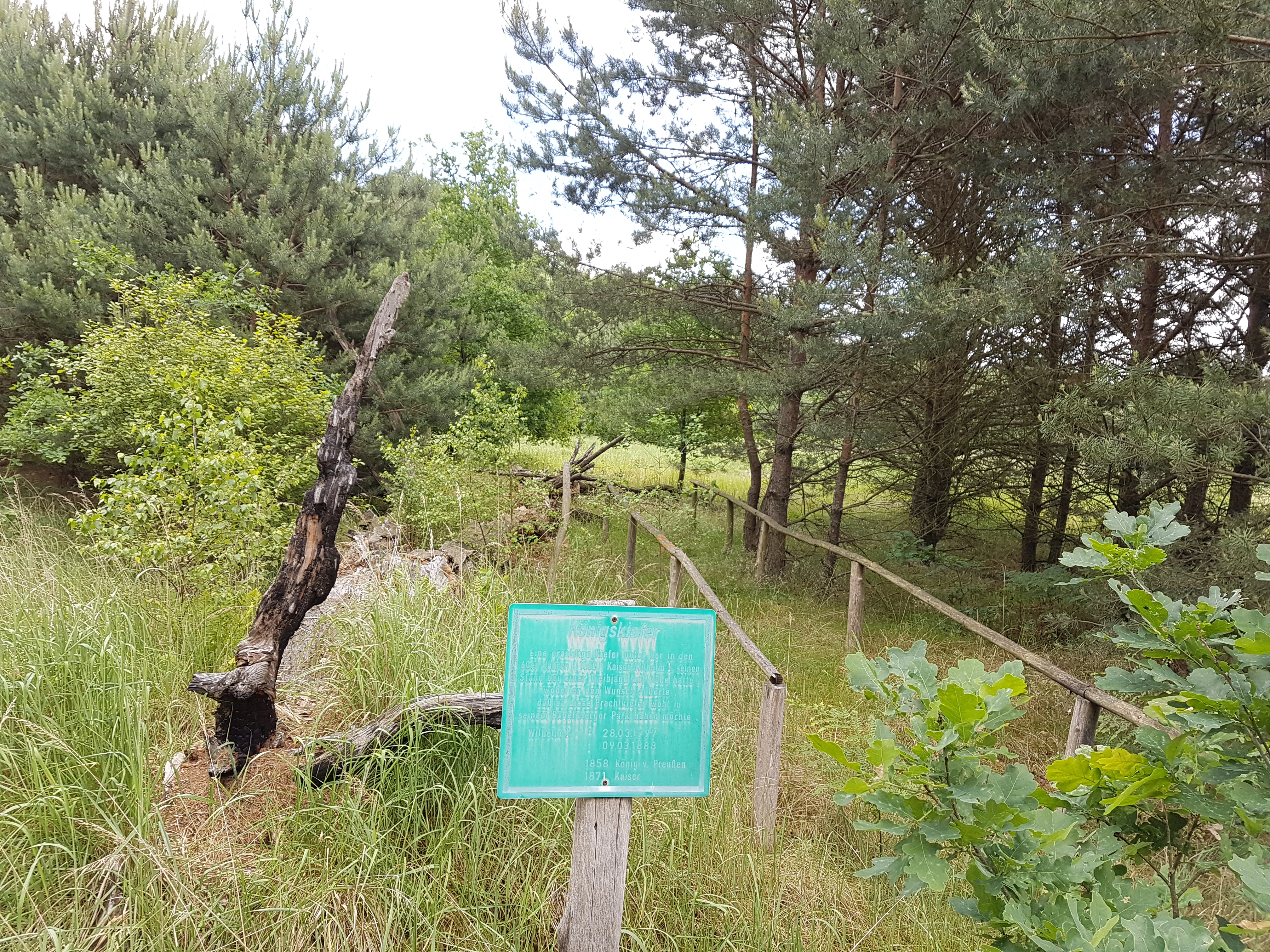 A green informational sign stands on a wooden post in a grassy, forested area next to a wooden fence that follows a path.