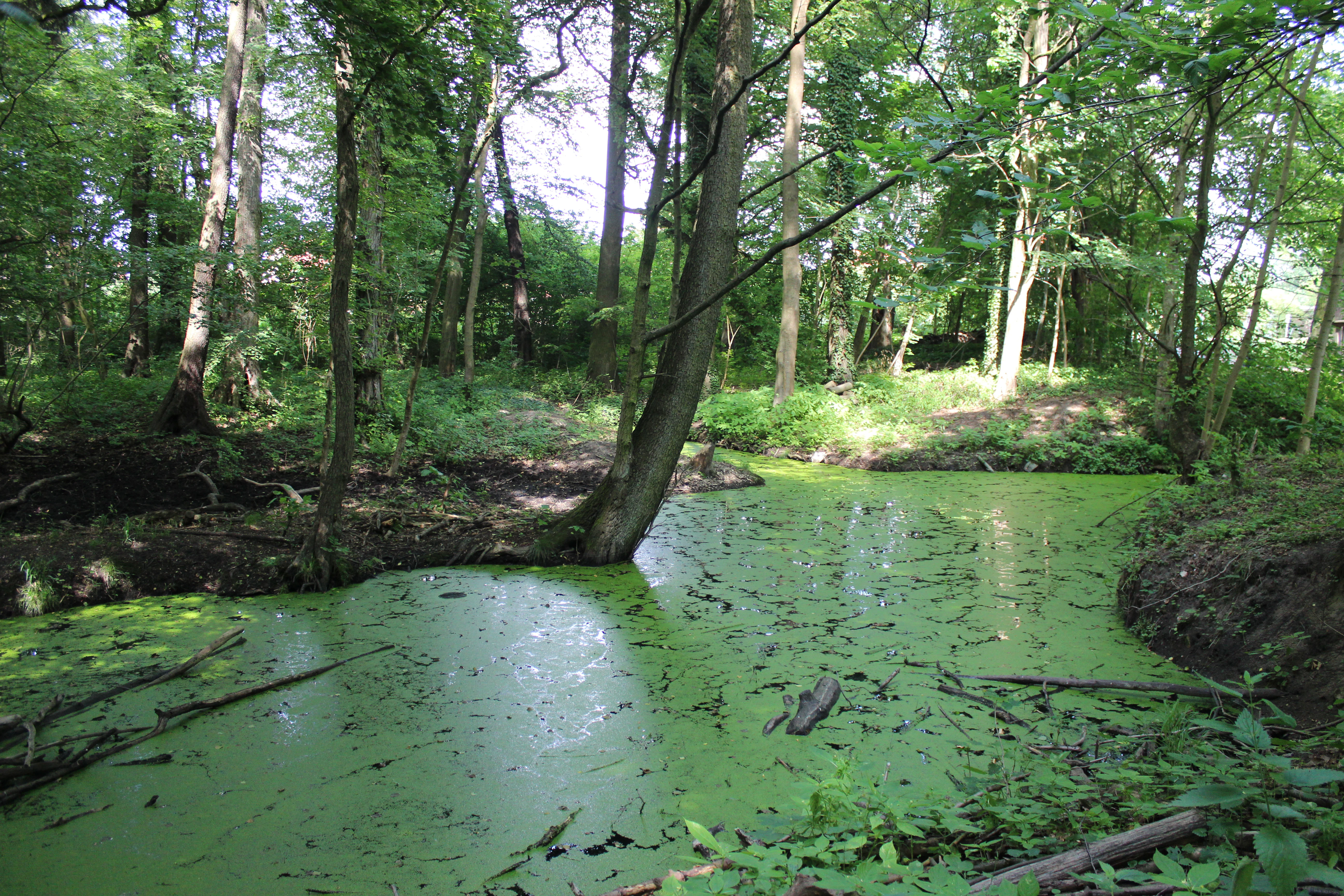 A small, murky pond covered in green algae and duckweed surrounded by deciduous trees in a dense forest setting.