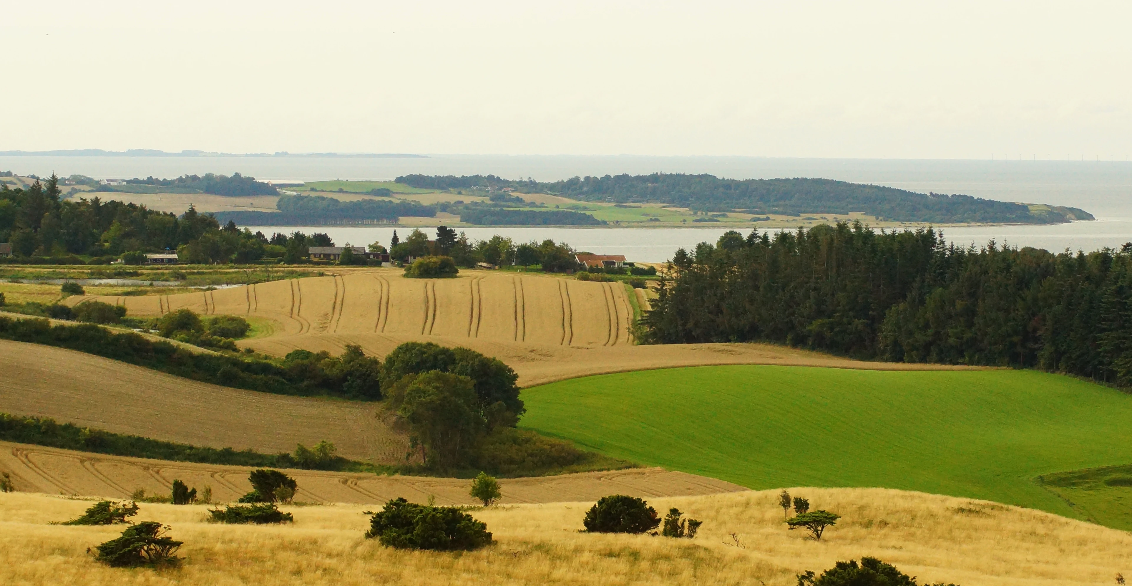 A wide, elevated landscape view featuring rolling fields in shades of gold and green, leading to a bay with a distant peninsula under a pale sky.