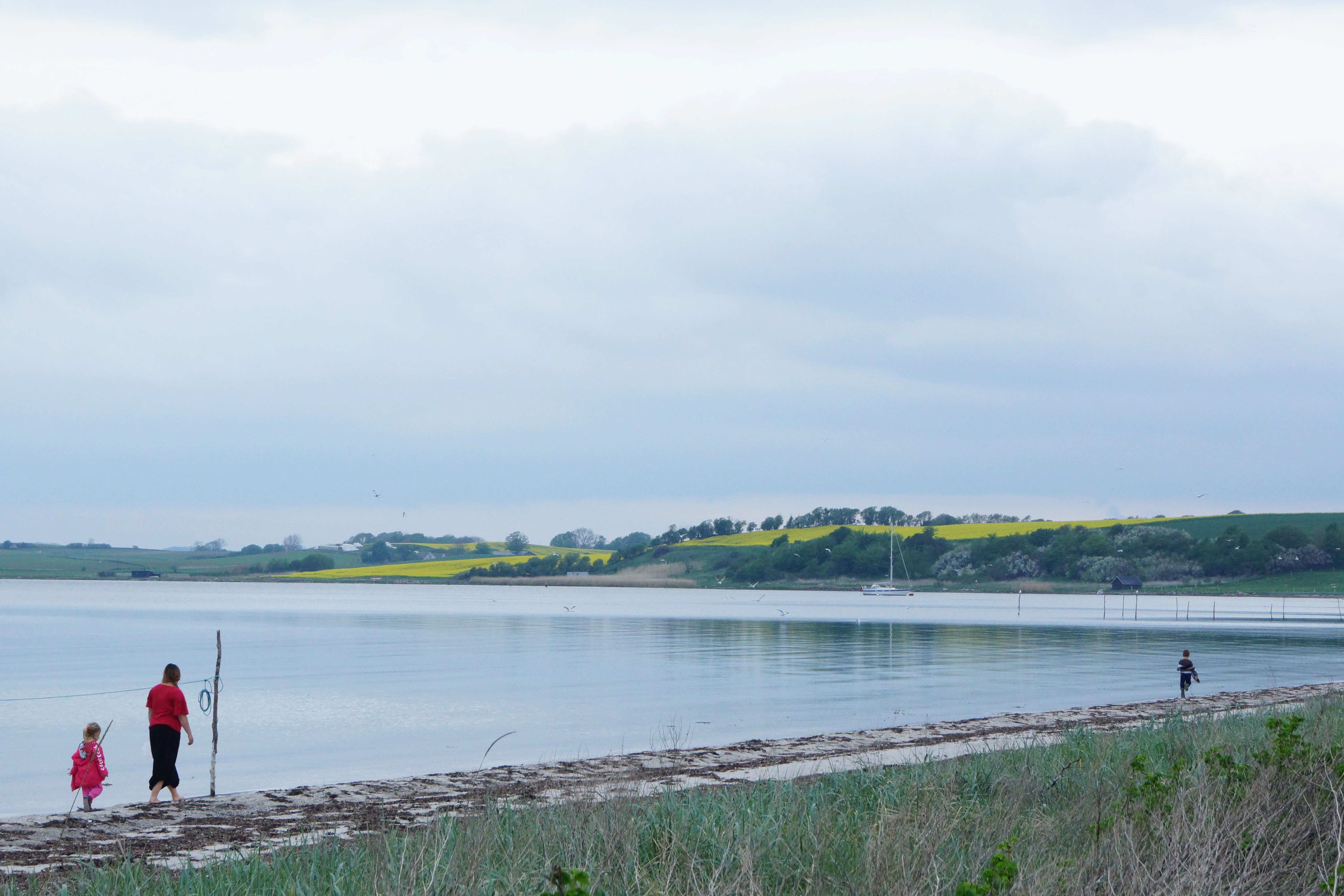 A wide view of a calm bay with a pebbled beach in the foreground and rolling, yellow-flowered green hills on the far shore under a cloudy sky.