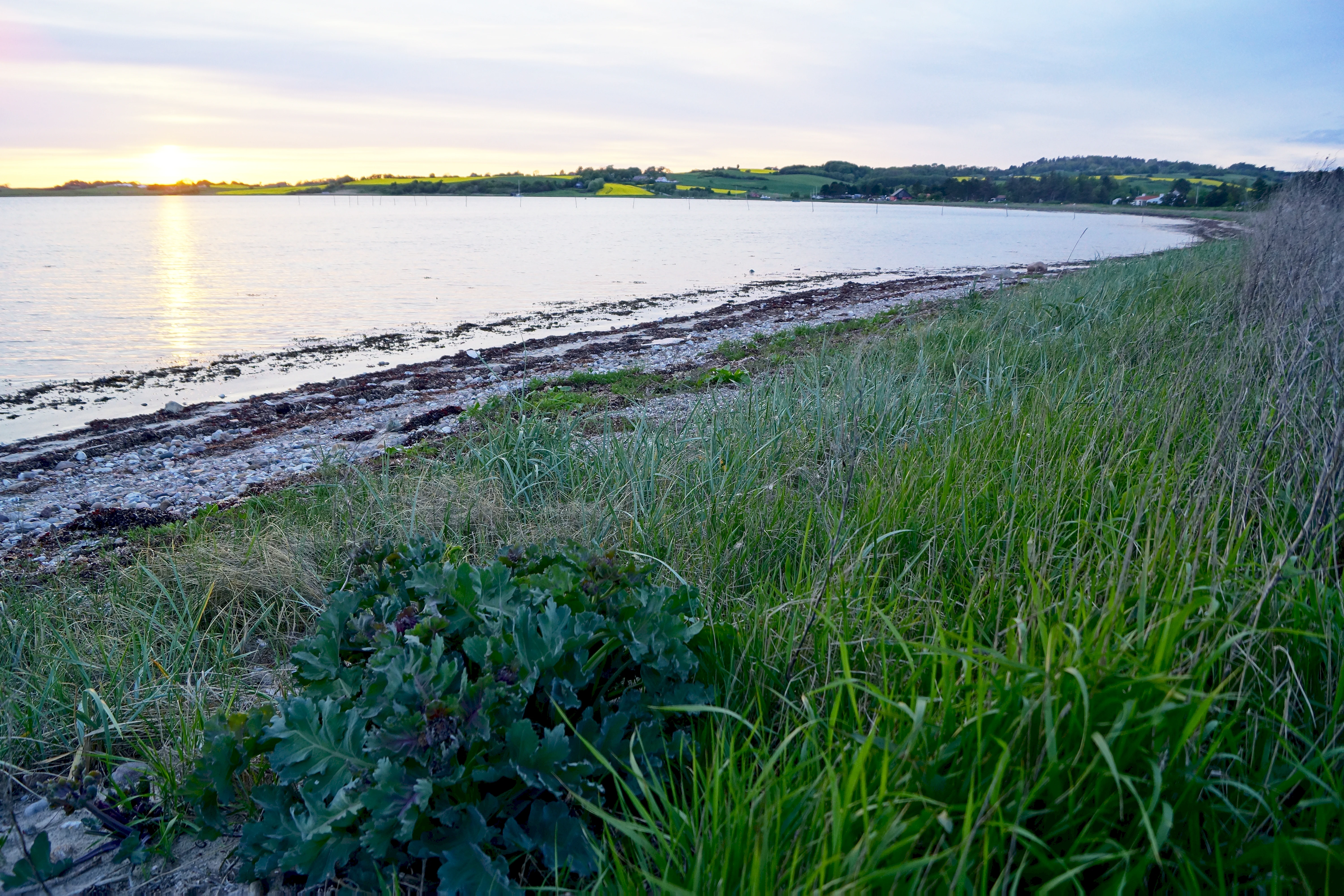 A wide angle view of the Begtrup Vig coastline in Denmark at sunset, featuring a grassy foreground, a sandy shore, and the calm bay water.