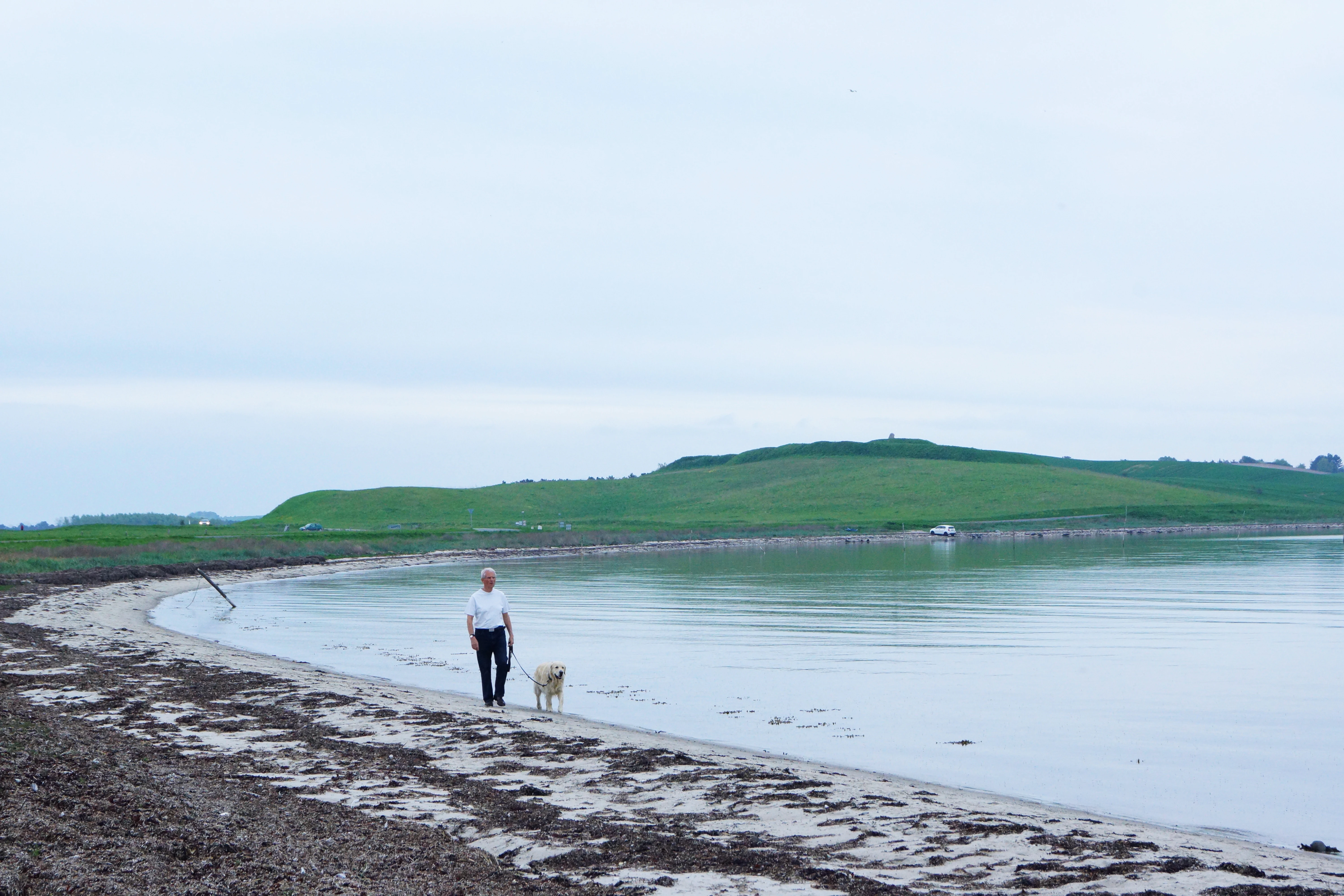 A man in a white shirt and dark pants walking a light-colored dog on a leashed path along a calm, shallow bay with a grassy shoreline.