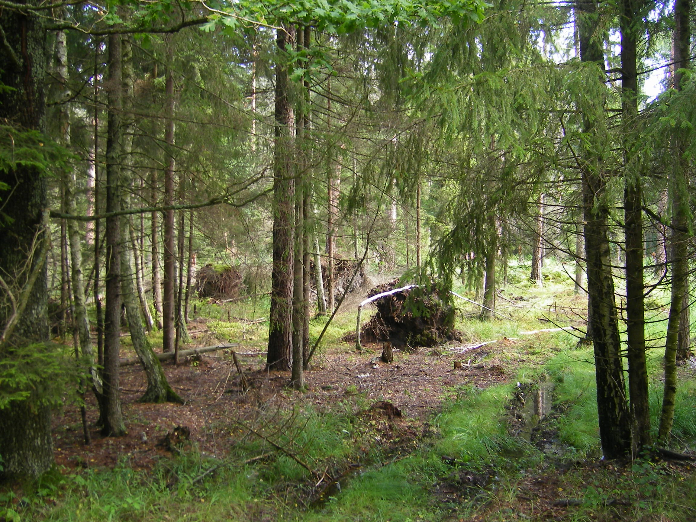 Tall coniferous trees in a forest with green undergrowth and a fallen tree trunk