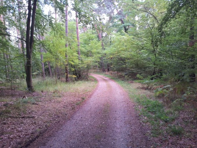 A dirt hiking path curves into a dense, green deciduous forest.