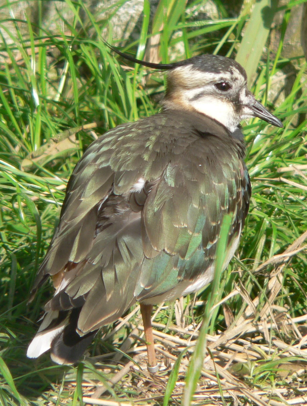 A Northern lapwing standing in tall green grass, showing its iridescent dark plumage and characteristic crest.