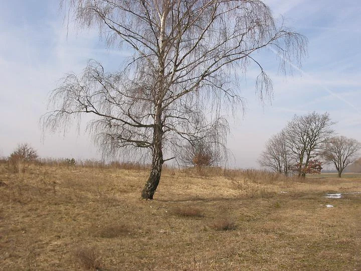 A lone birch tree stands in a dry, sparse grassy meadow under a pale sky, characteristic of the lowland fen landscape in Brandenburg.