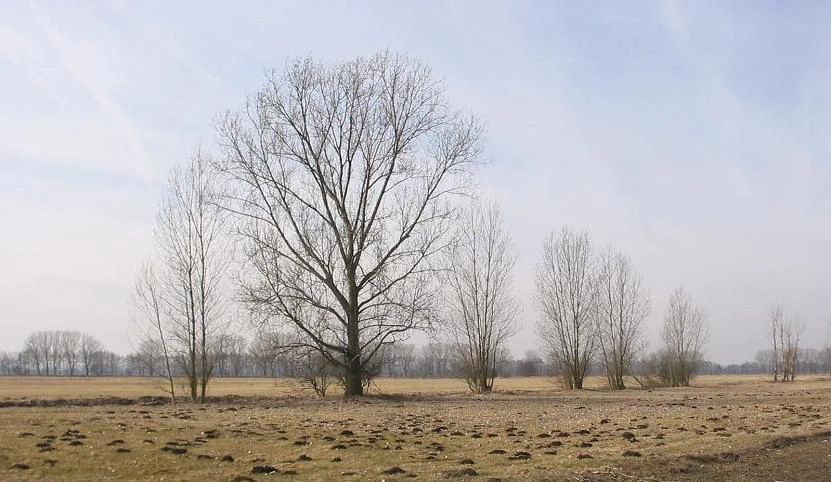A wide, flat field in winter with bare trees scattered across the meadow under a pale, overcast sky.
