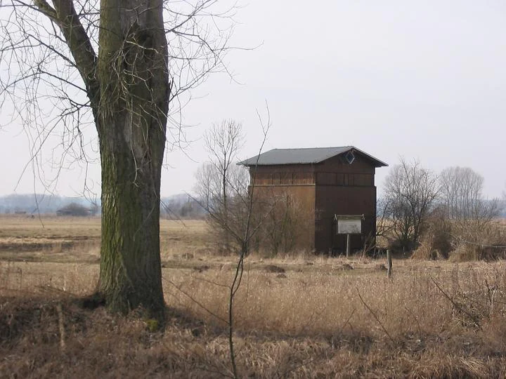 A wooden bird observation tower stands in an open, grassy lowland field near a large tree in Brandenburg, Germany.