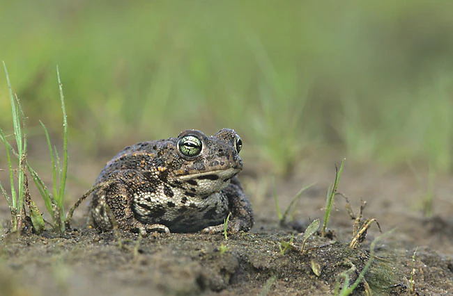 A close up, low-angle shot of a mottled brown and black Natterjack toad sitting on wet soil amongst blades of green grass.