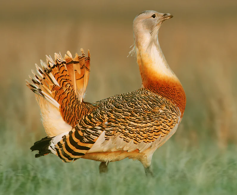 A side view of a male great bustard bird with its tail feathers fanned out and neck upright in a field.