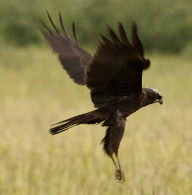 A dark-colored marsh harrier bird in flight, with wings spread against a blurred grassy background.